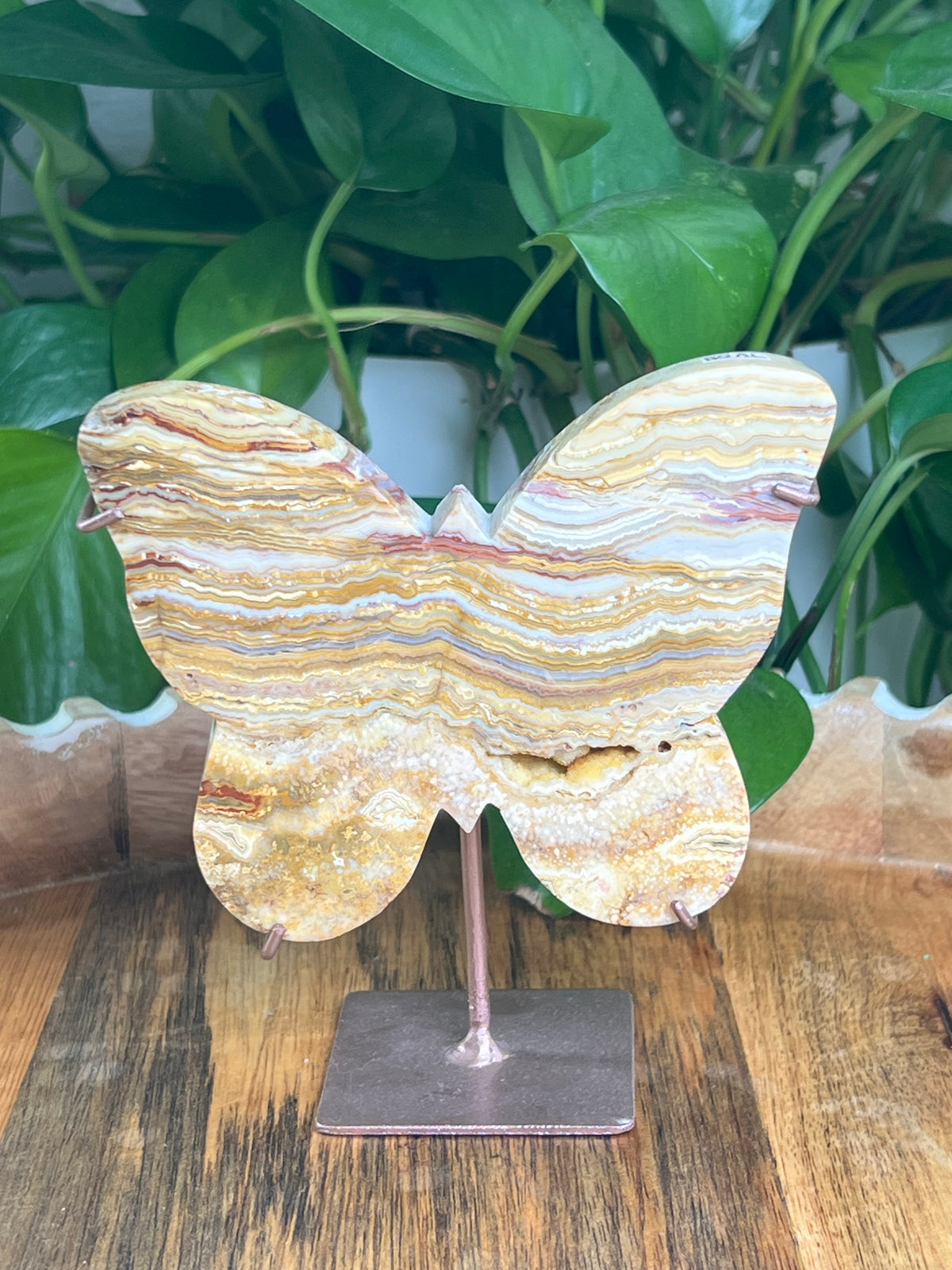 Crazy Lace Agate Butterfly: AL