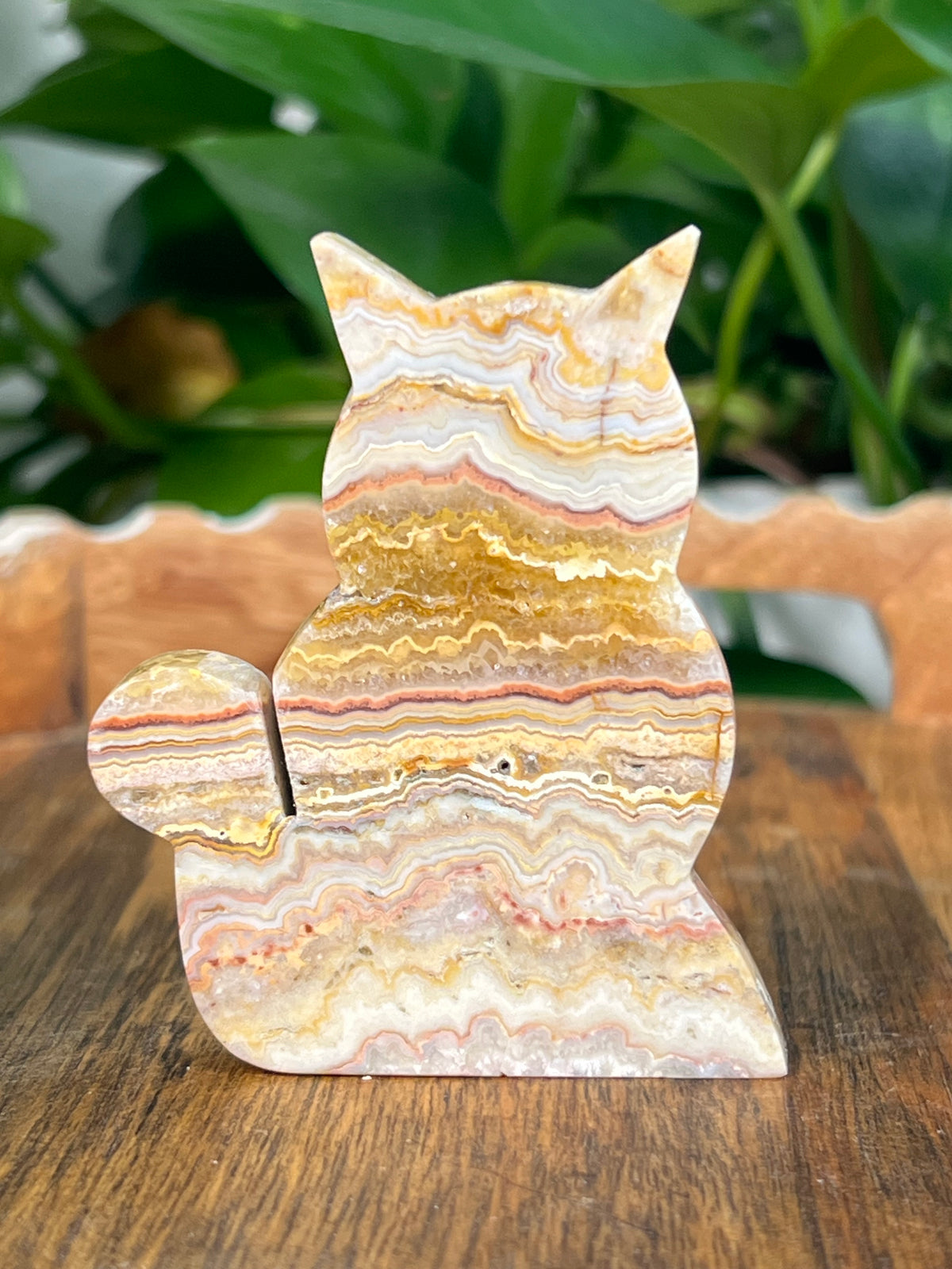 Crazy Lace Agate Small Cats