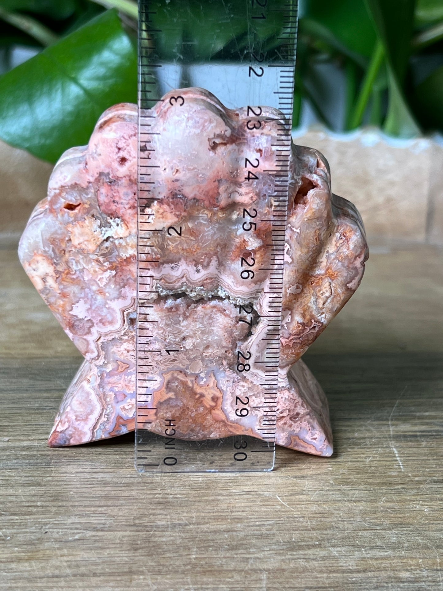 Crazy Lace Agate Shell