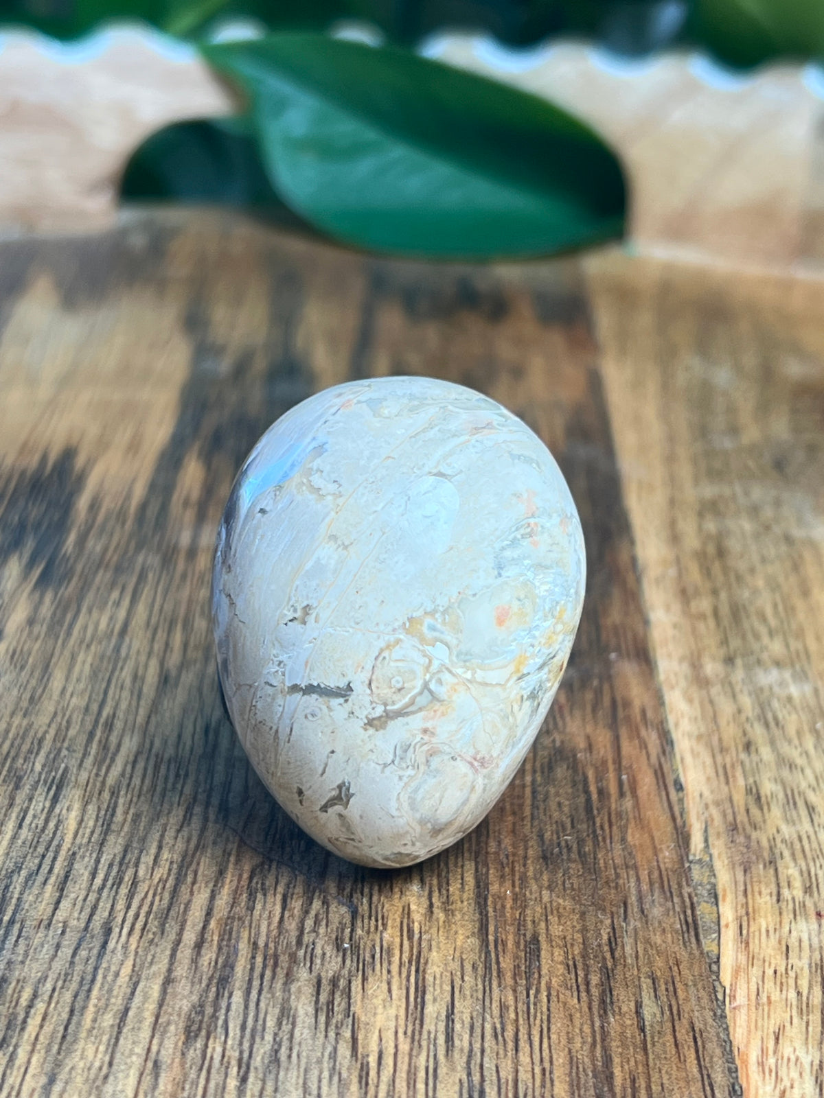 Palm Root Mini Skull: NX