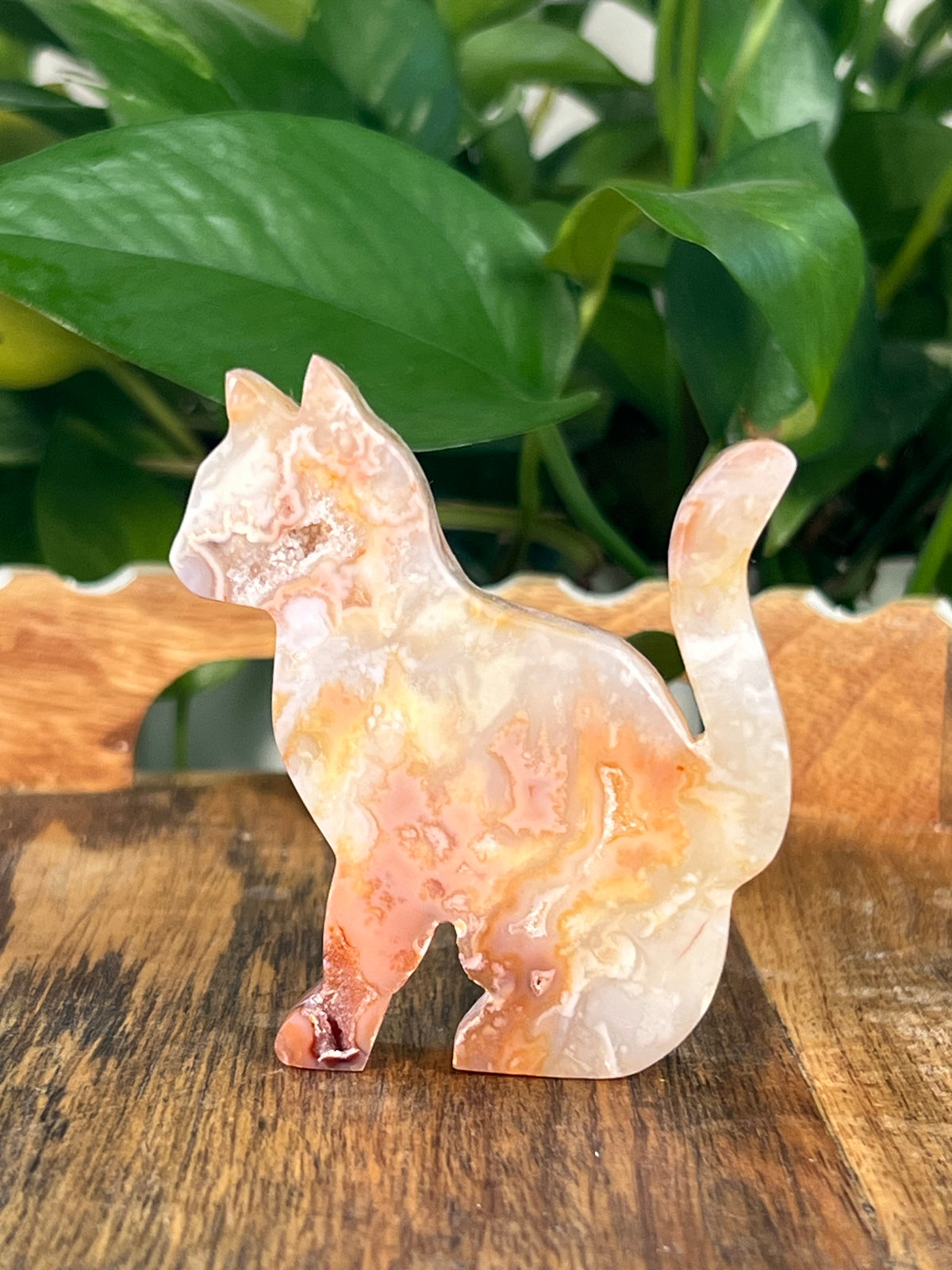 Carnelian Cats