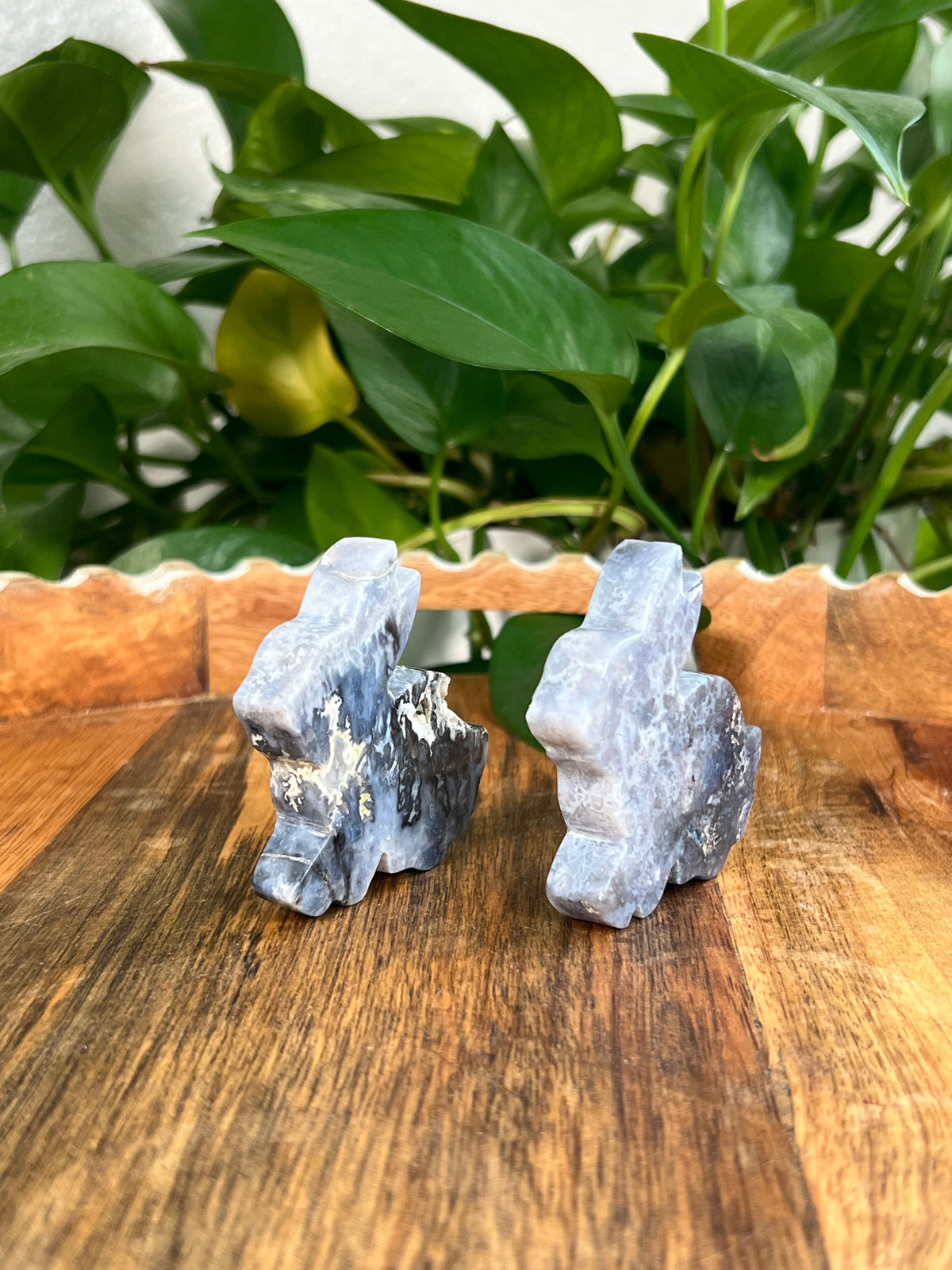 Blue Plume Agate Bunnies