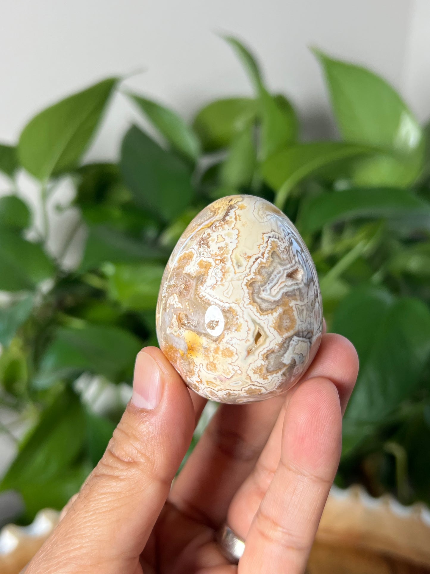 Crazy Lace Agate Egg