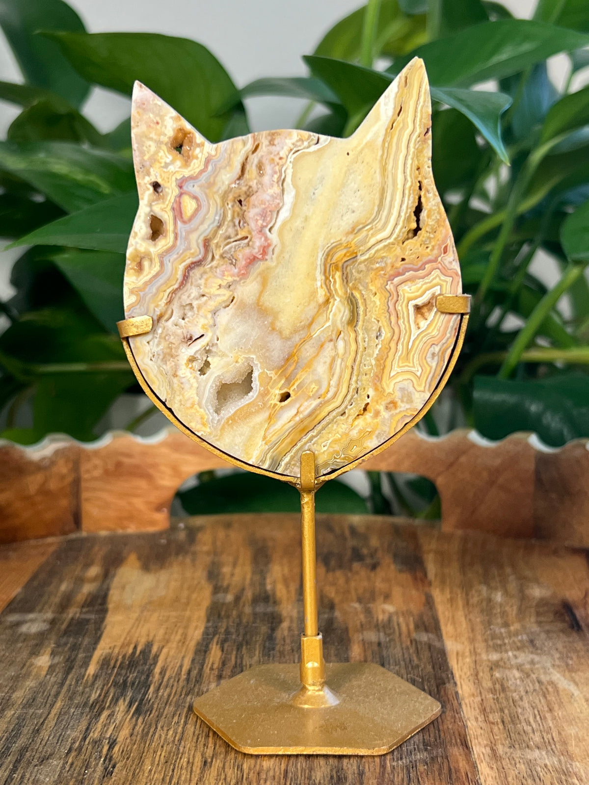 Yellow Crazy Lace Agate Cat Heads