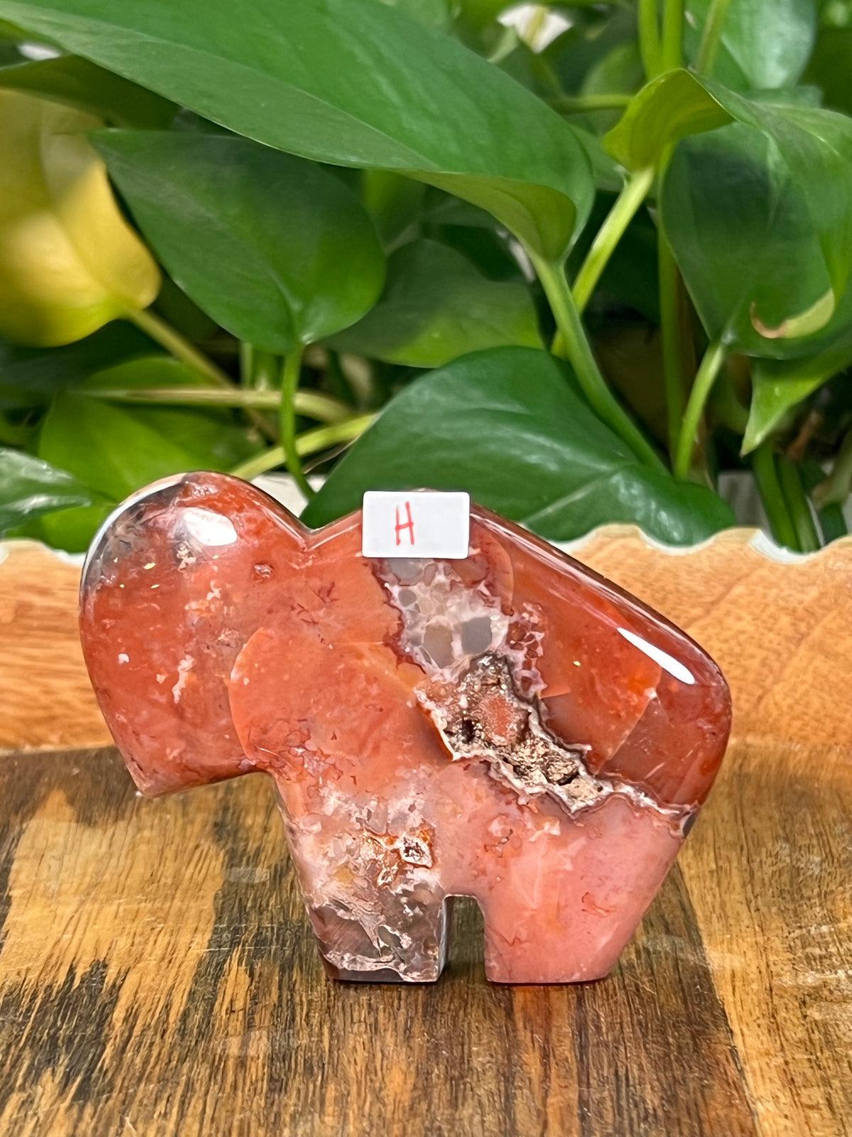 Red Carnelian Buffalos