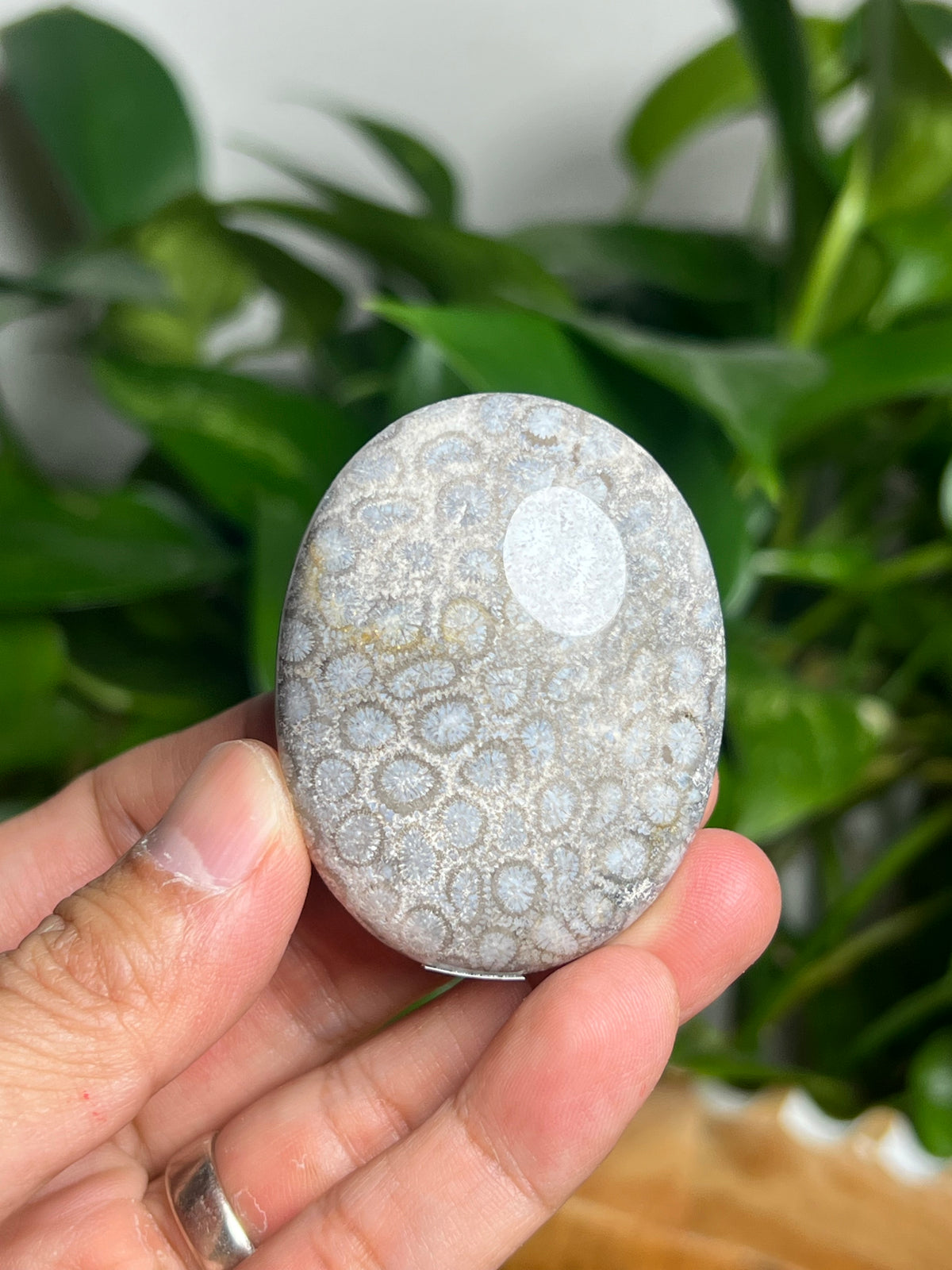 Fossil Coral Palmstone: AE
