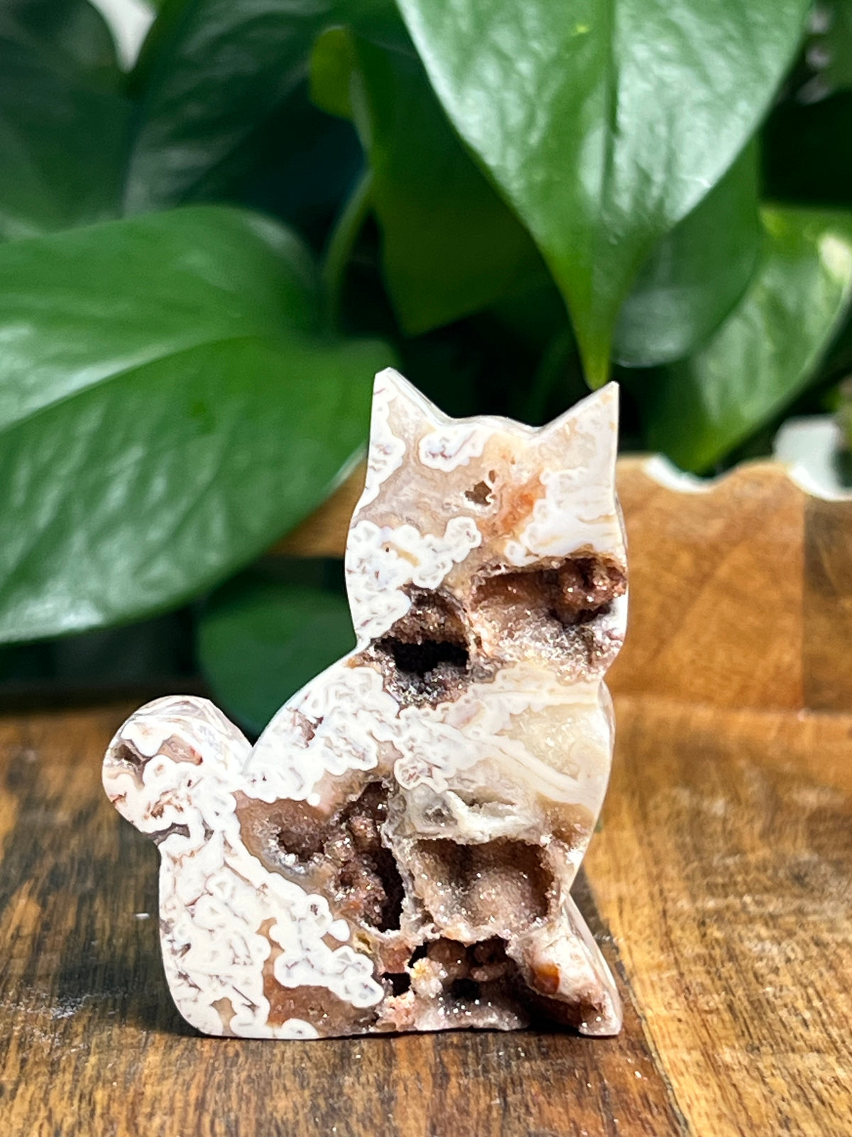 Tube Agate Mini Cats