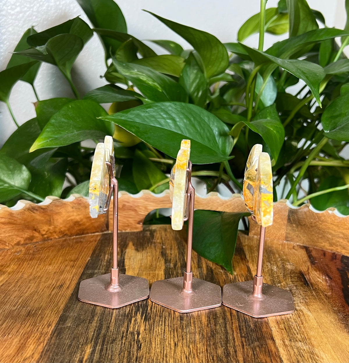 Bumblebee Jasper Bats