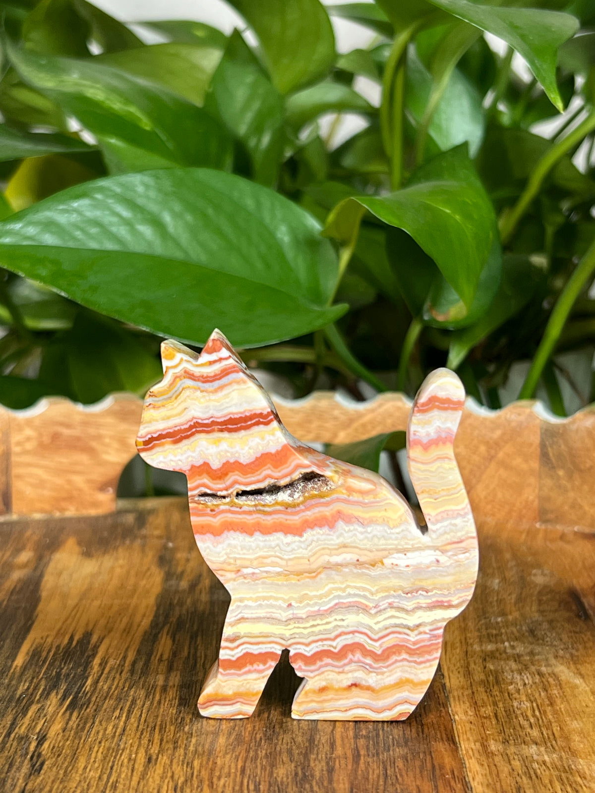 Crazy Lace Agate Cats