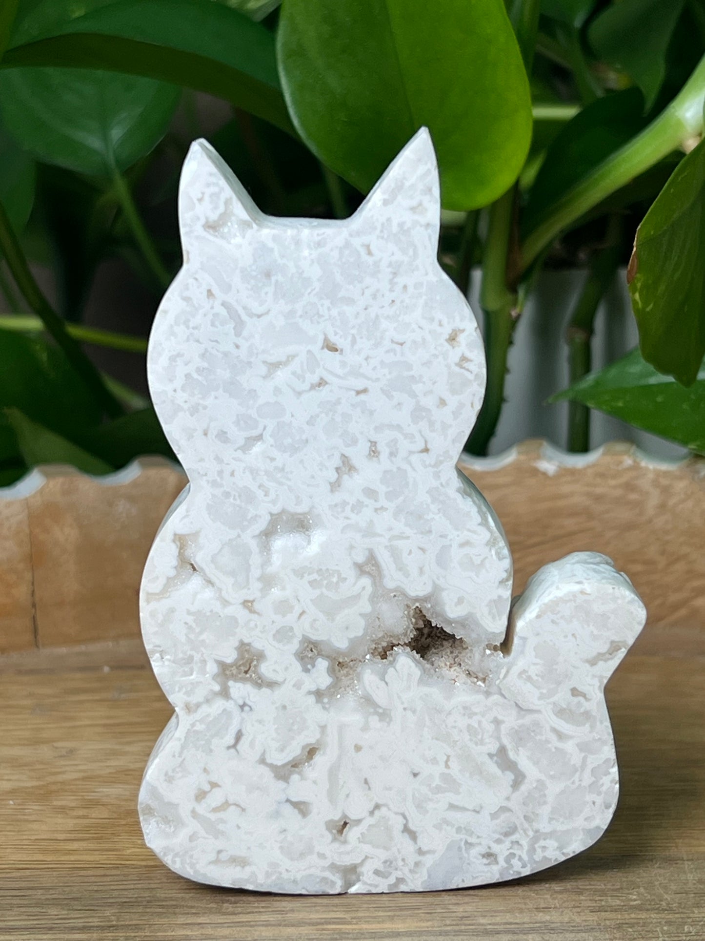 White Plume Agate Cat