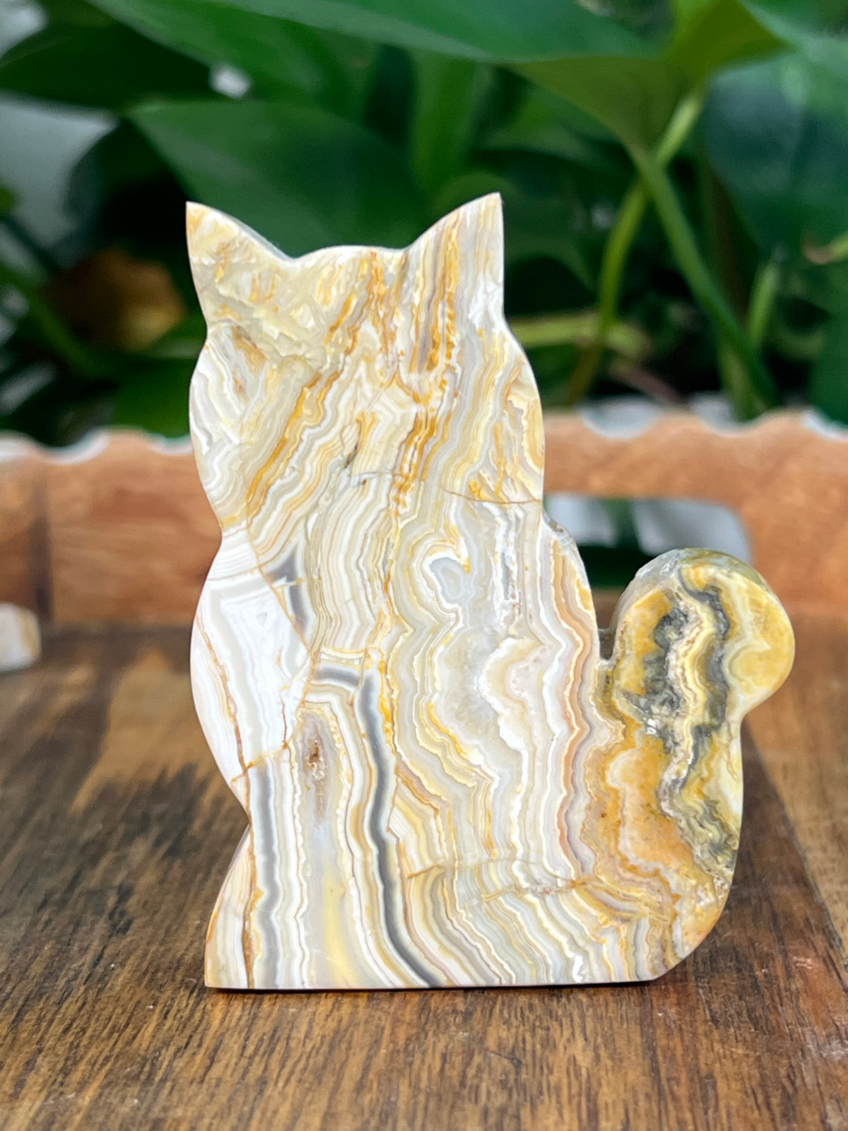 Crazy Lace Agate Small Cats