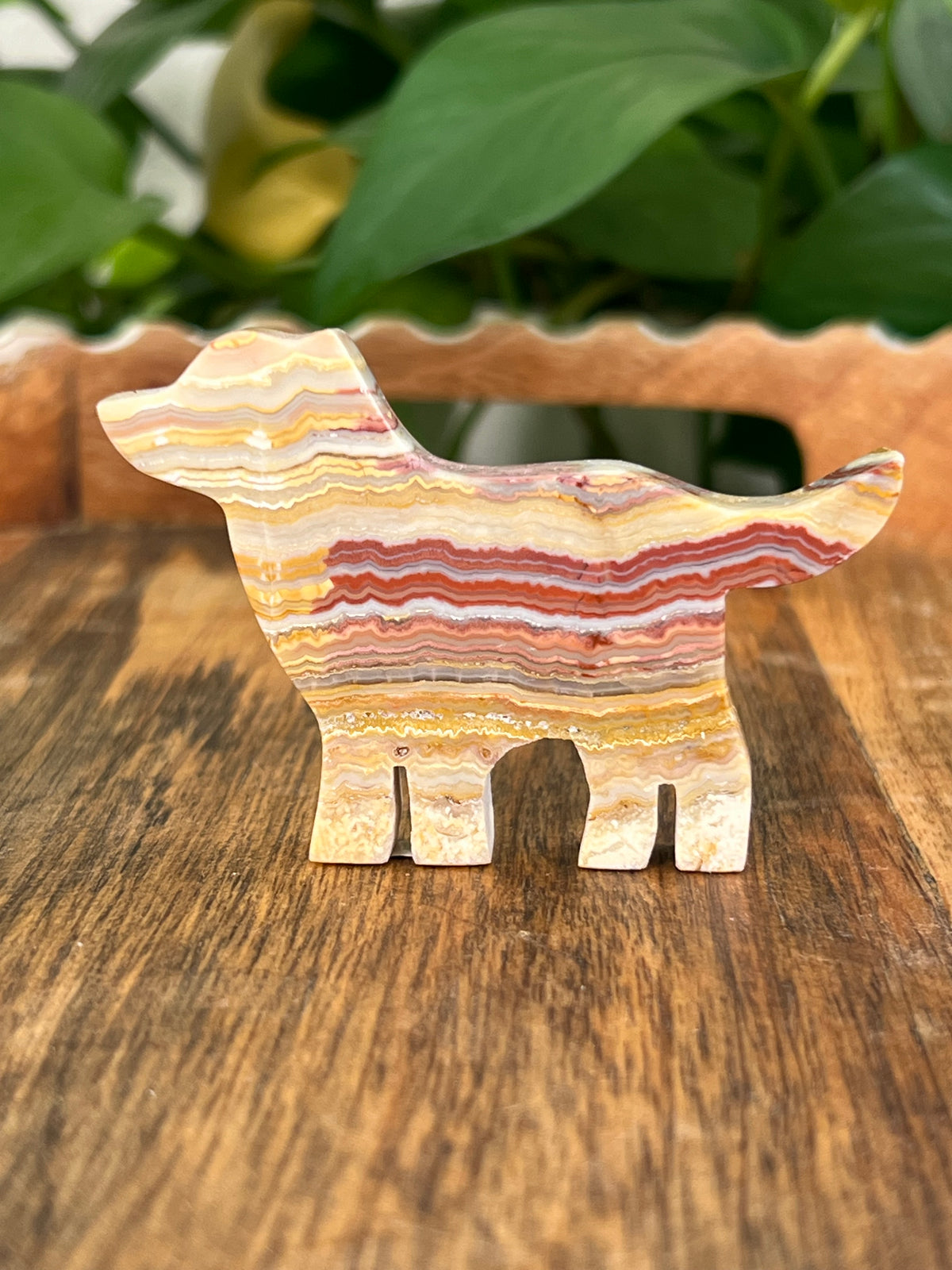 Crazy Lace Agate Dogs