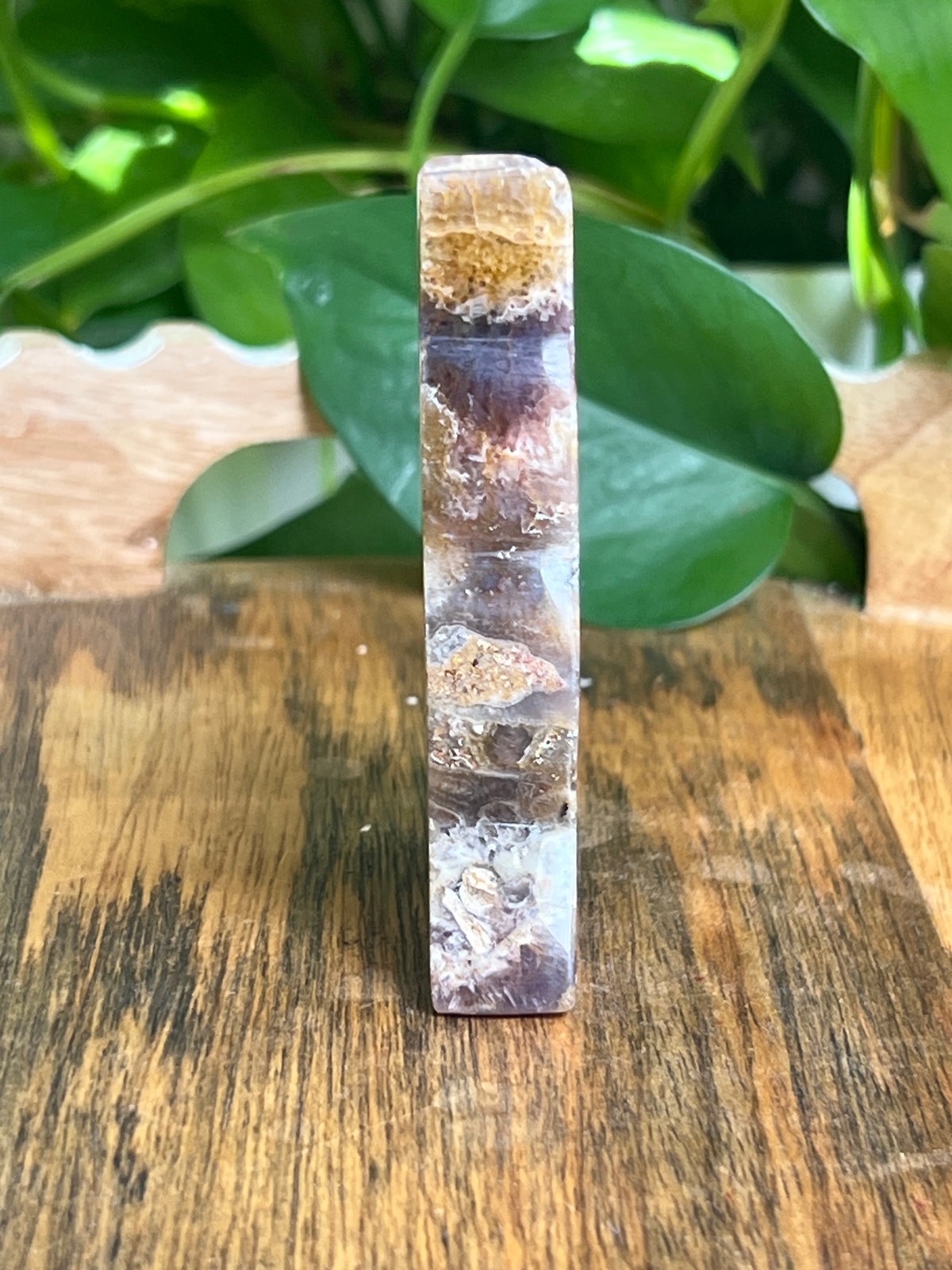 Indonesian Amethyst Cat: CF