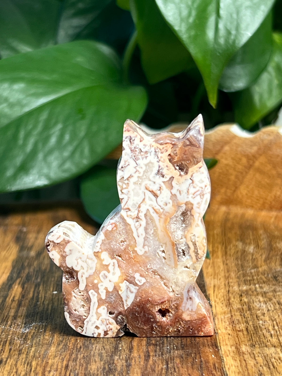 Tube Agate Mini Cats