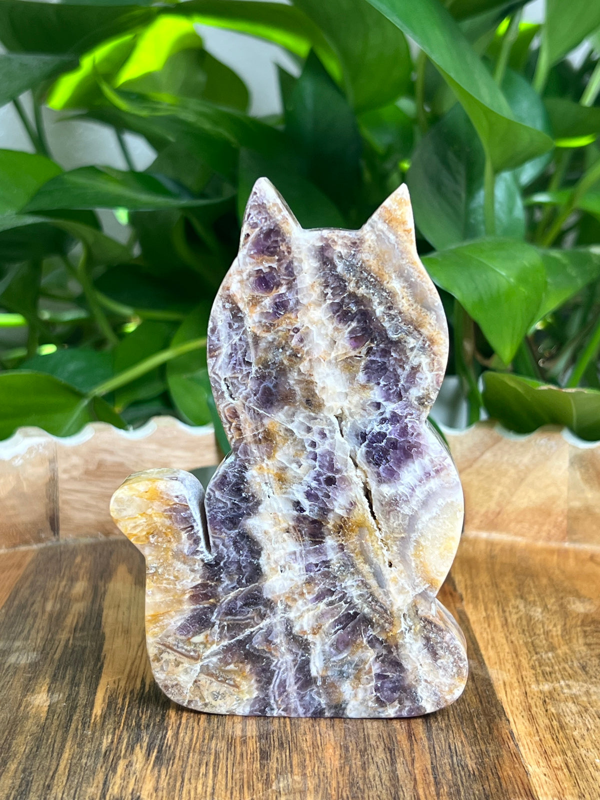 Indonesian Amethyst Cat: BC