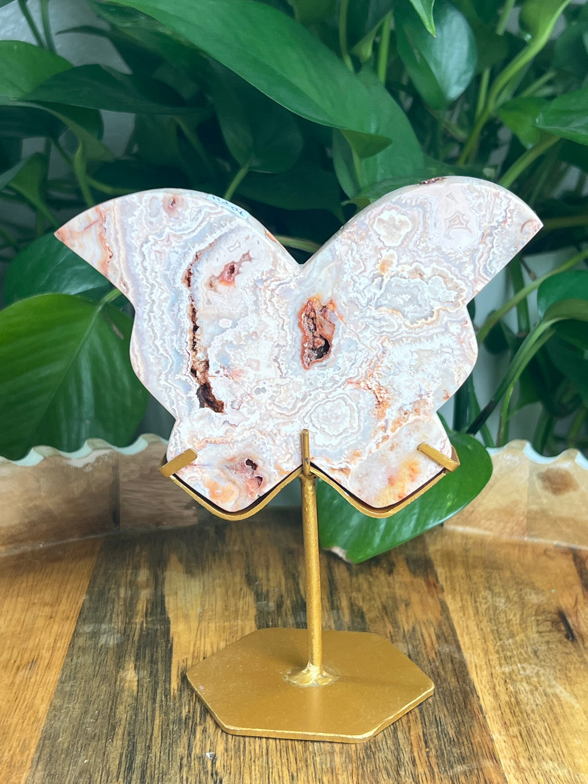Crazy Lace Agate Butterfly: PH