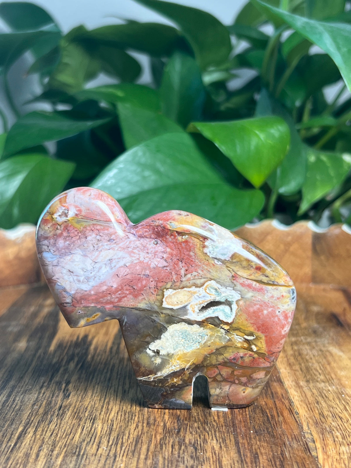 River Jasper Buffalo: RS