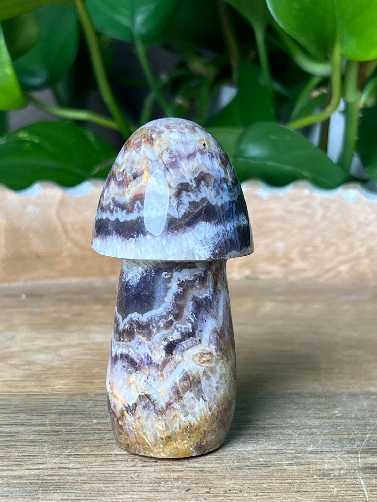 Indonesia Amethyst Mushroom: TG