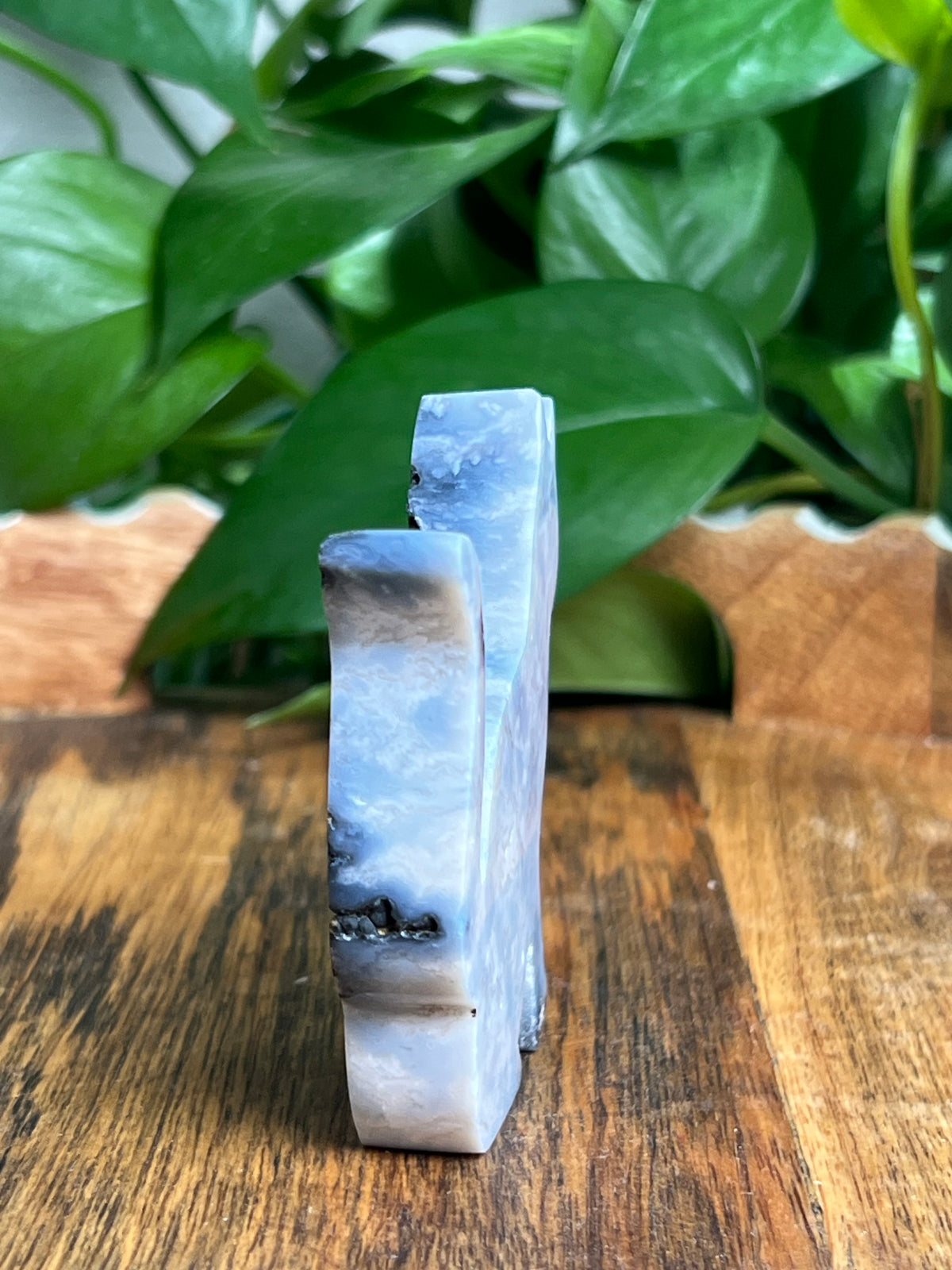 Blue Plume Agate Cat: LC