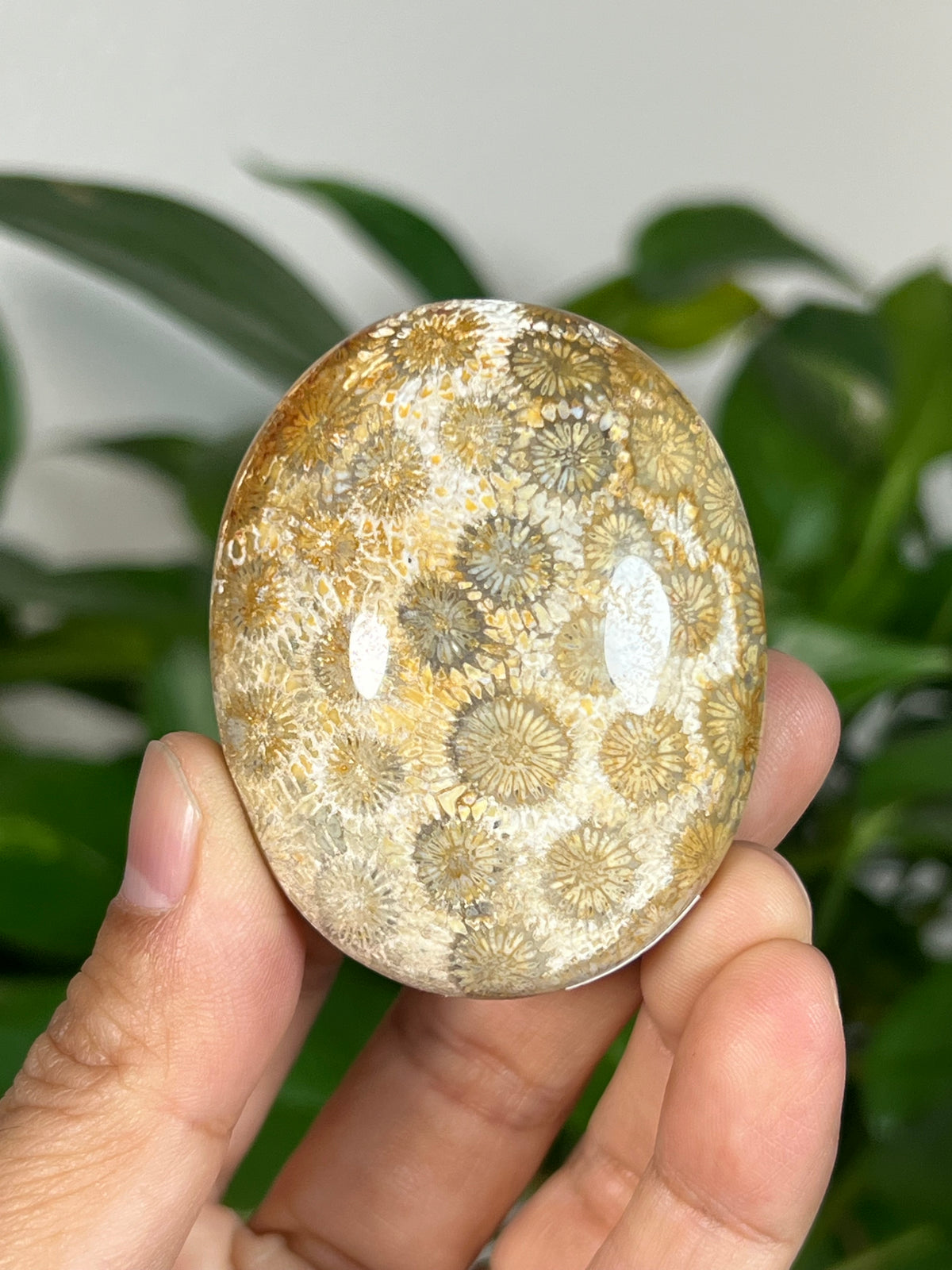 Fossil Coral Palmstones