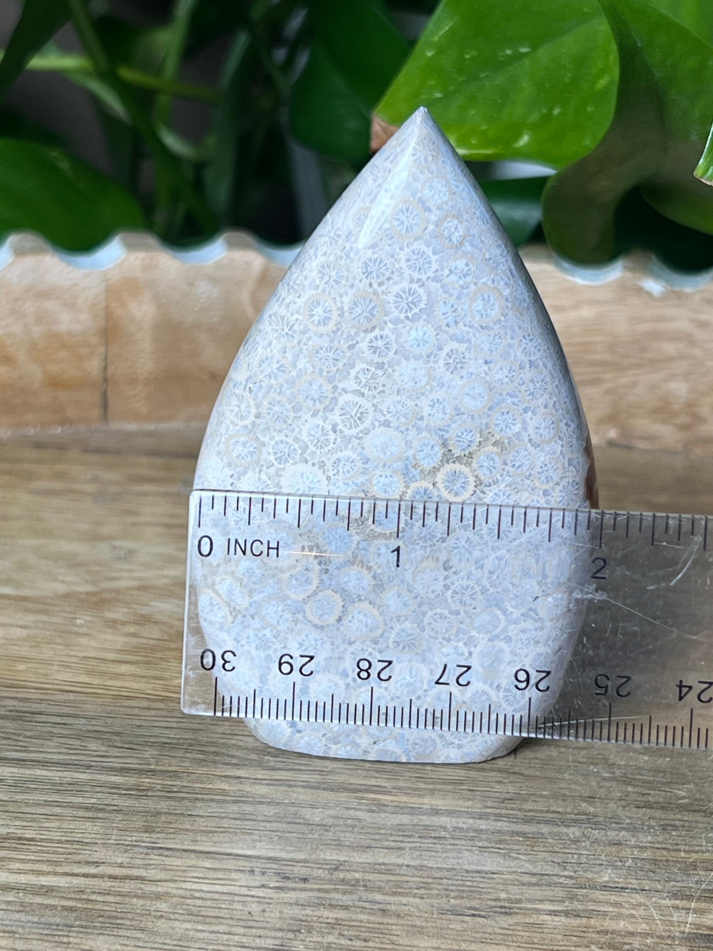 Fossil Coral