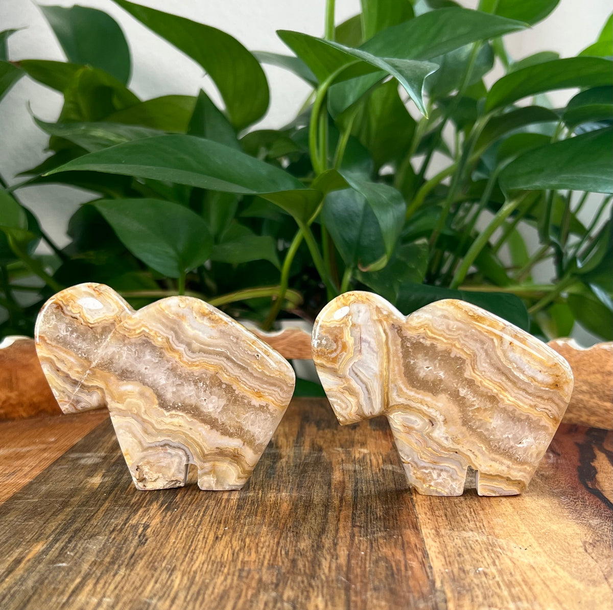 Crazy Lace Agate Buffalos