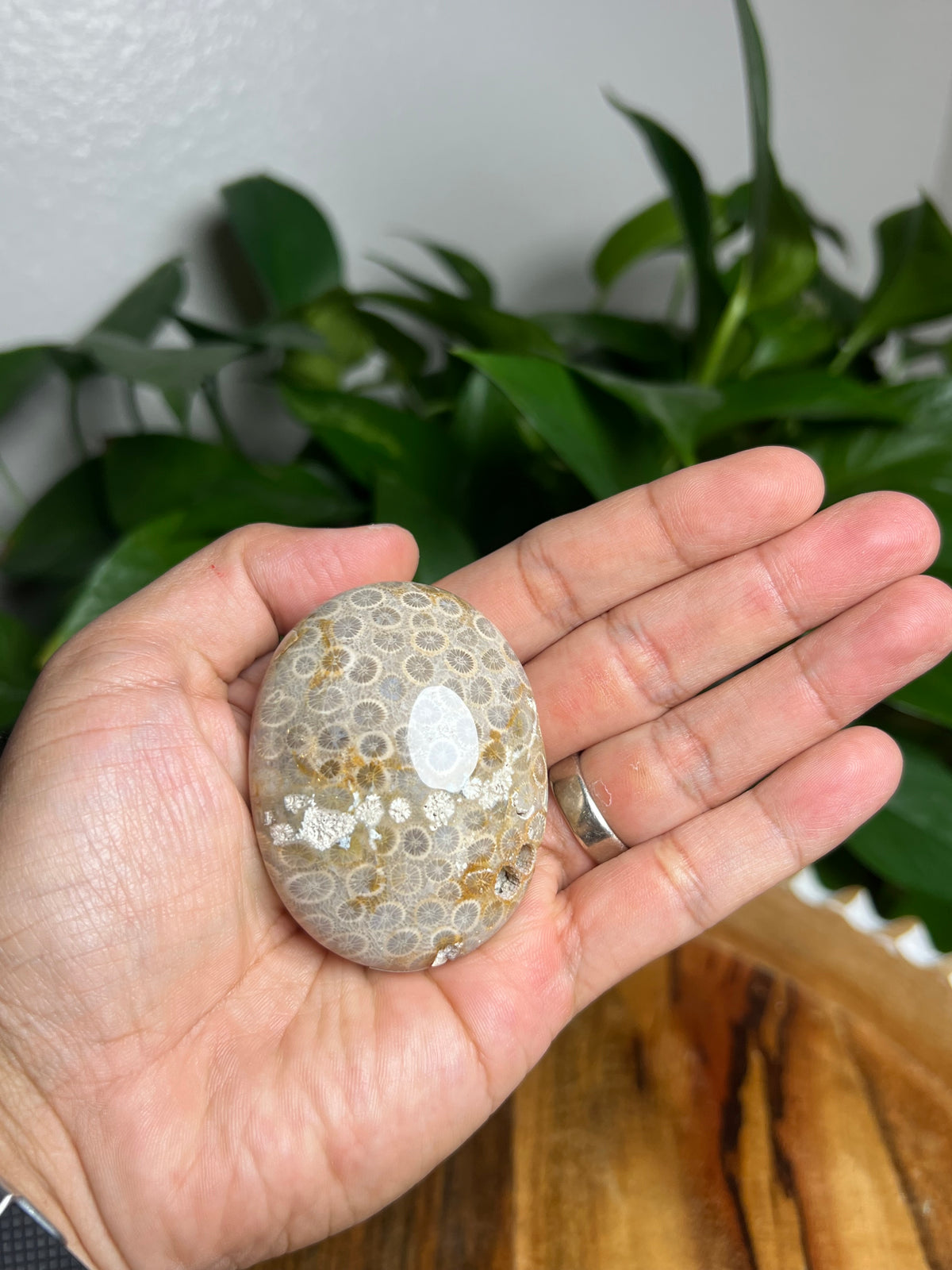 Fossil Coral Palmstone: AC