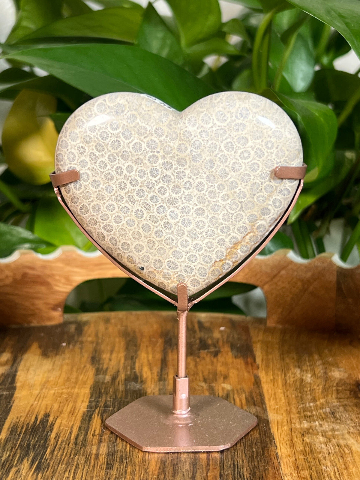 Fossil Coral Hearts