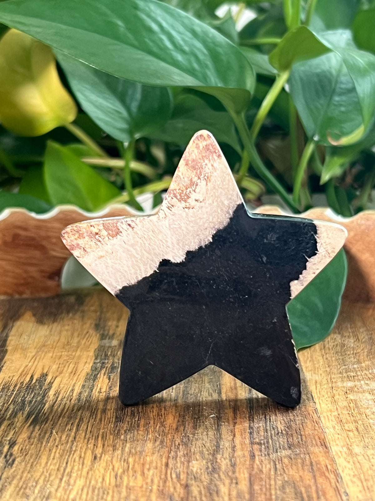 Palm Root Small Self Standing Stars