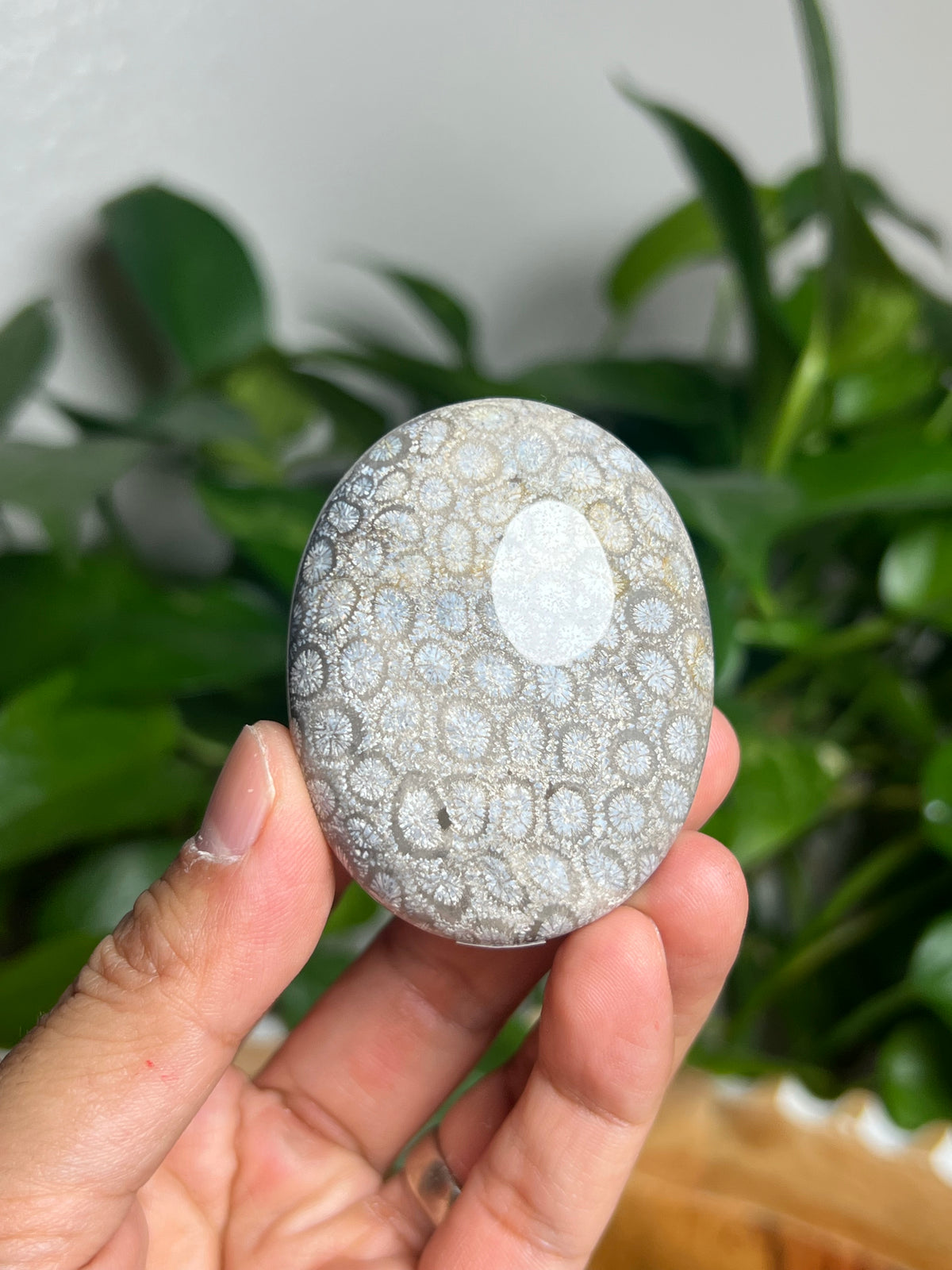 Fossil Coral Palmstone: Ai