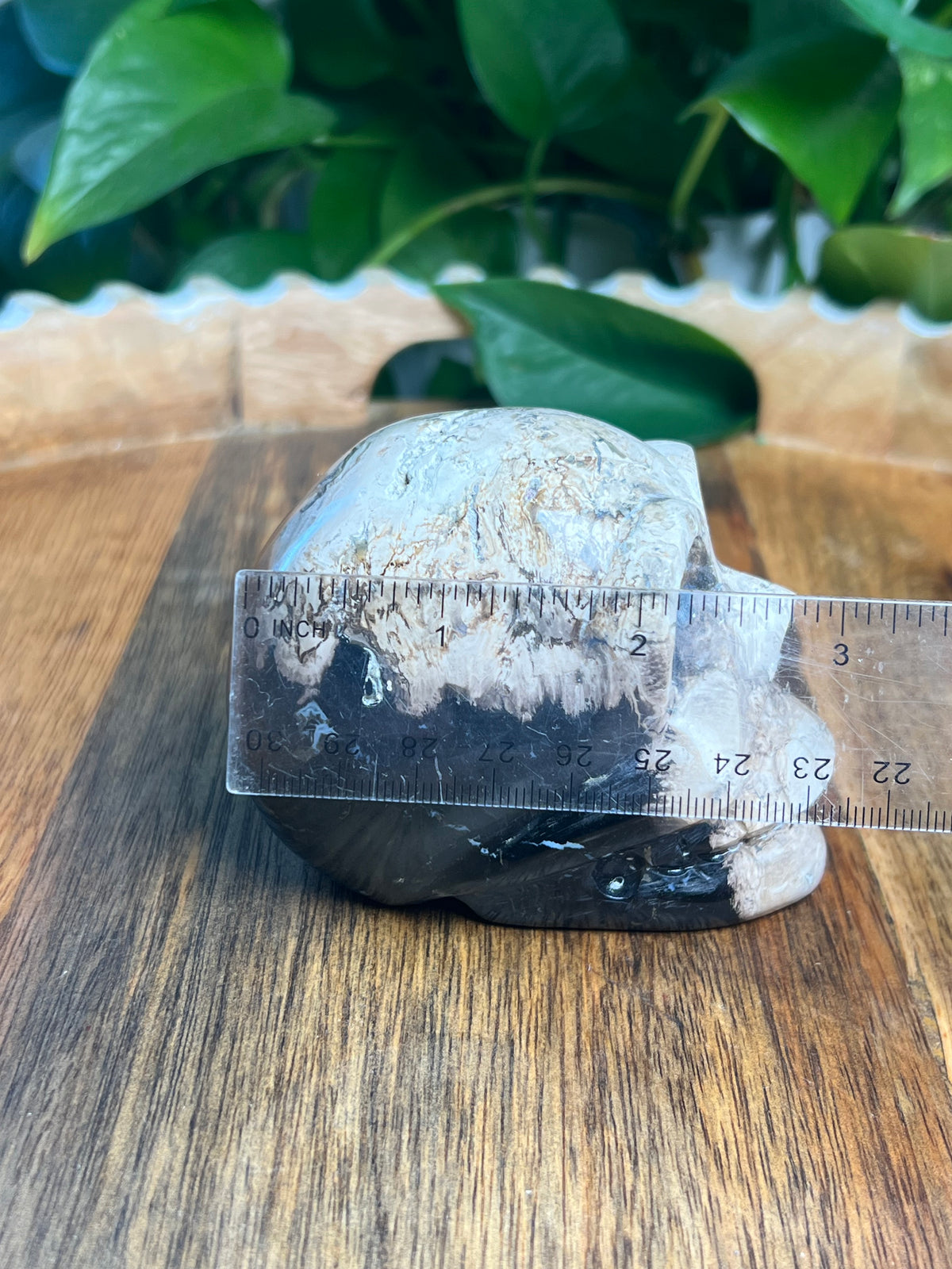 Palm Root Skull: ZL
