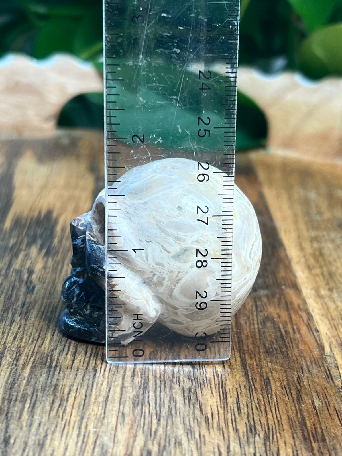 Palm Root Mini Skull: NB