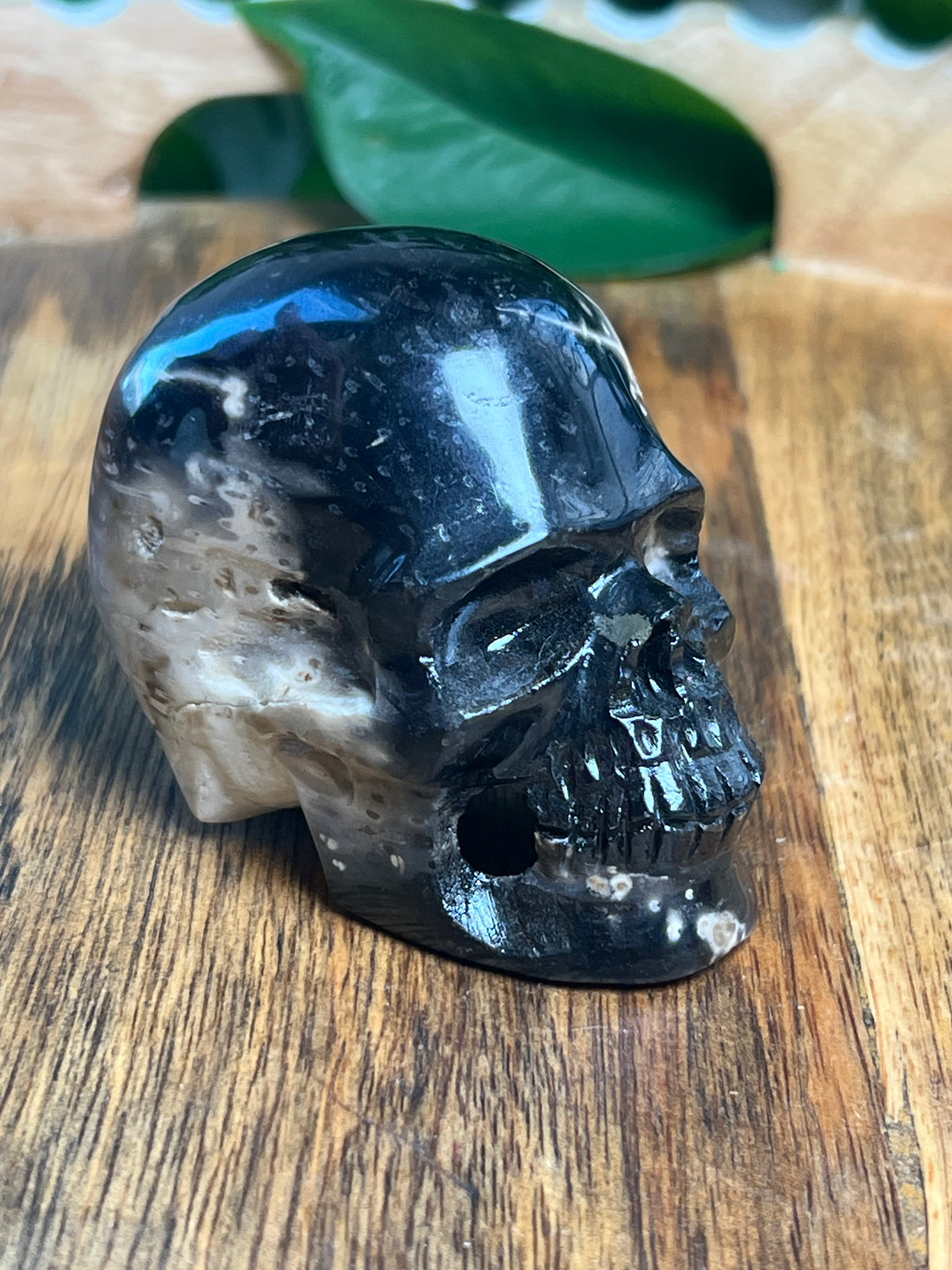 Palm Root Skull: S