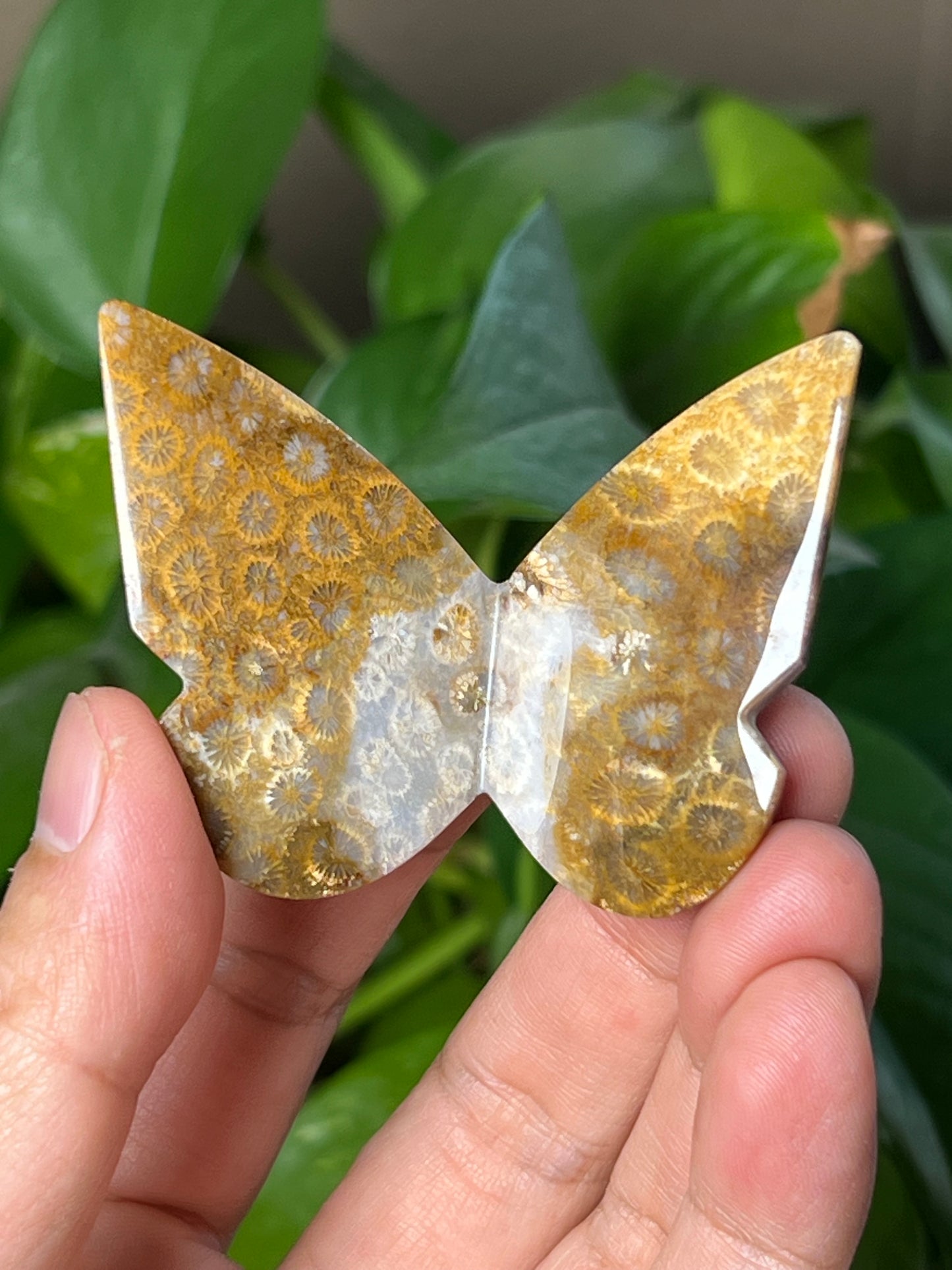 Fossil Coral 3D Butterfly