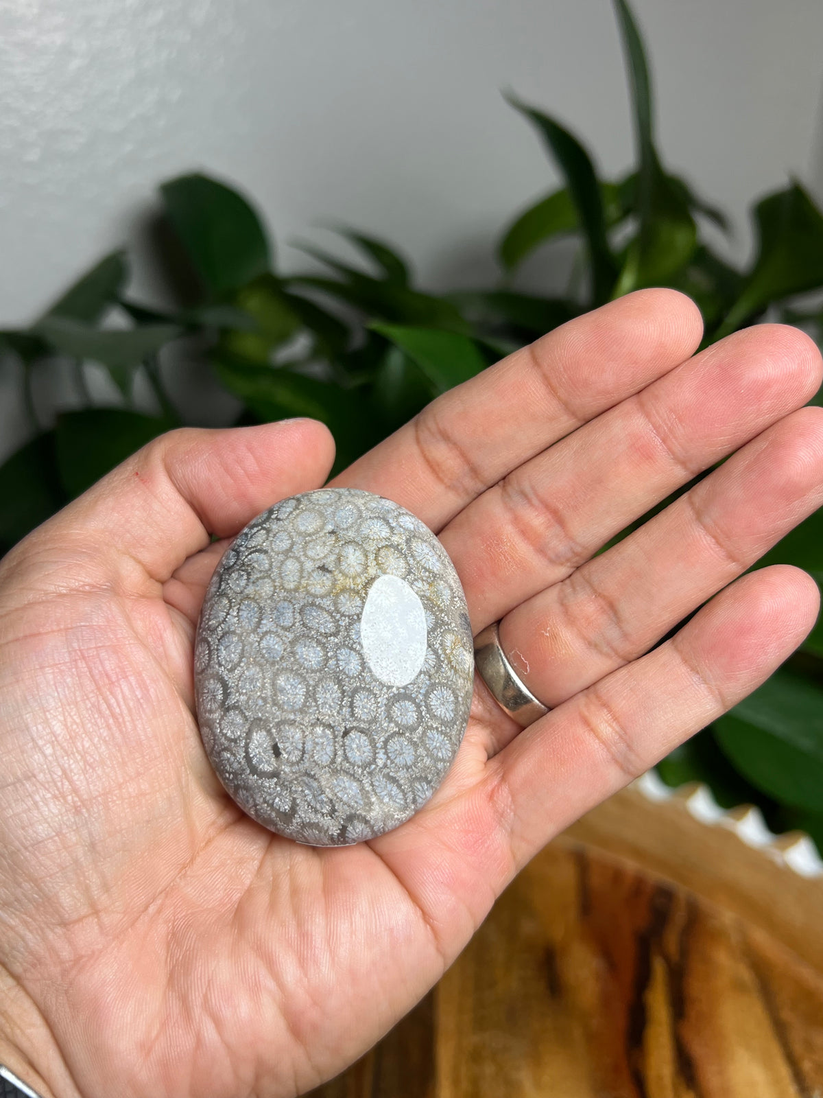 Fossil Coral Palmstone: Ai
