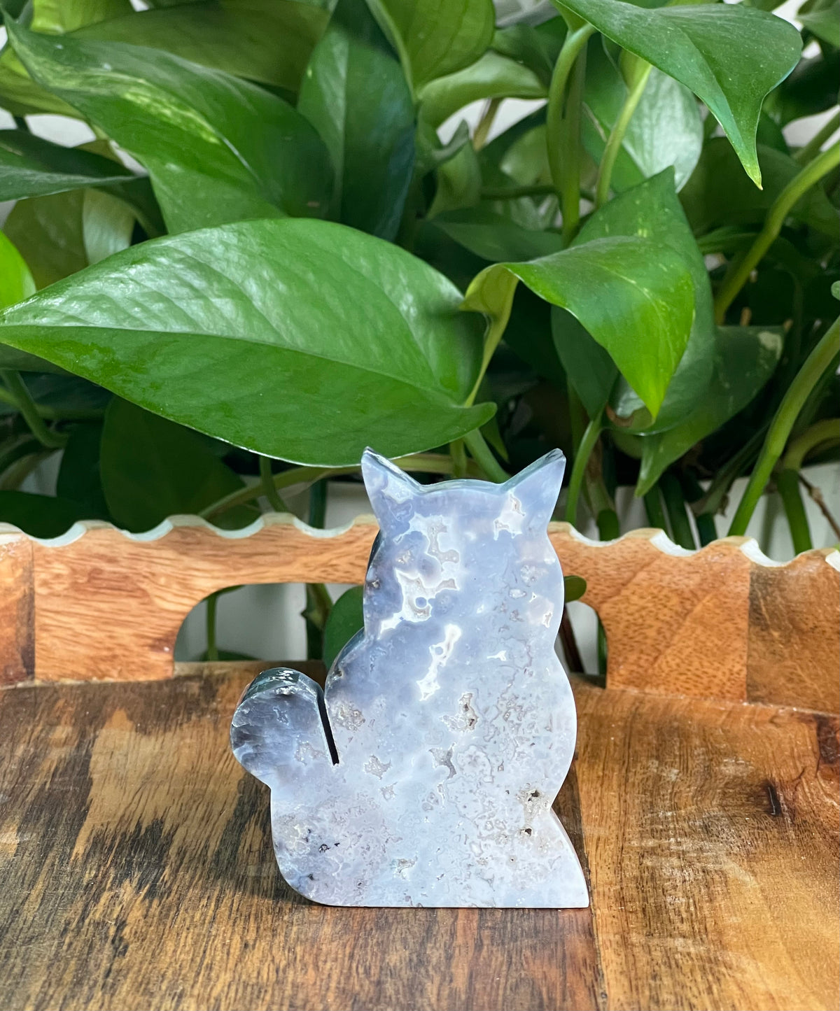 Blue Plume Agate Cats