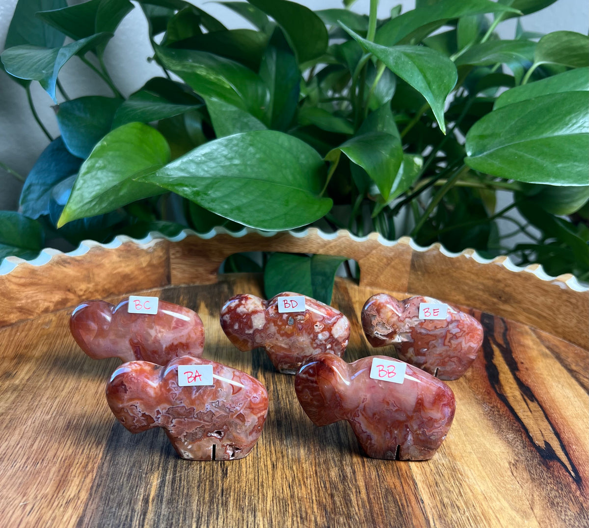 Carnelian Mini Buffalos