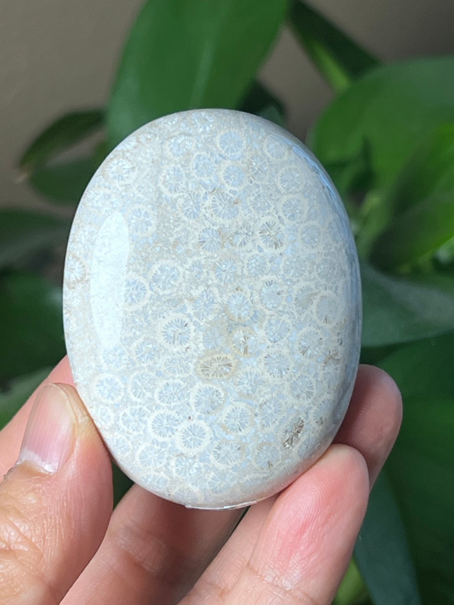 Fossil Coral Palmstone