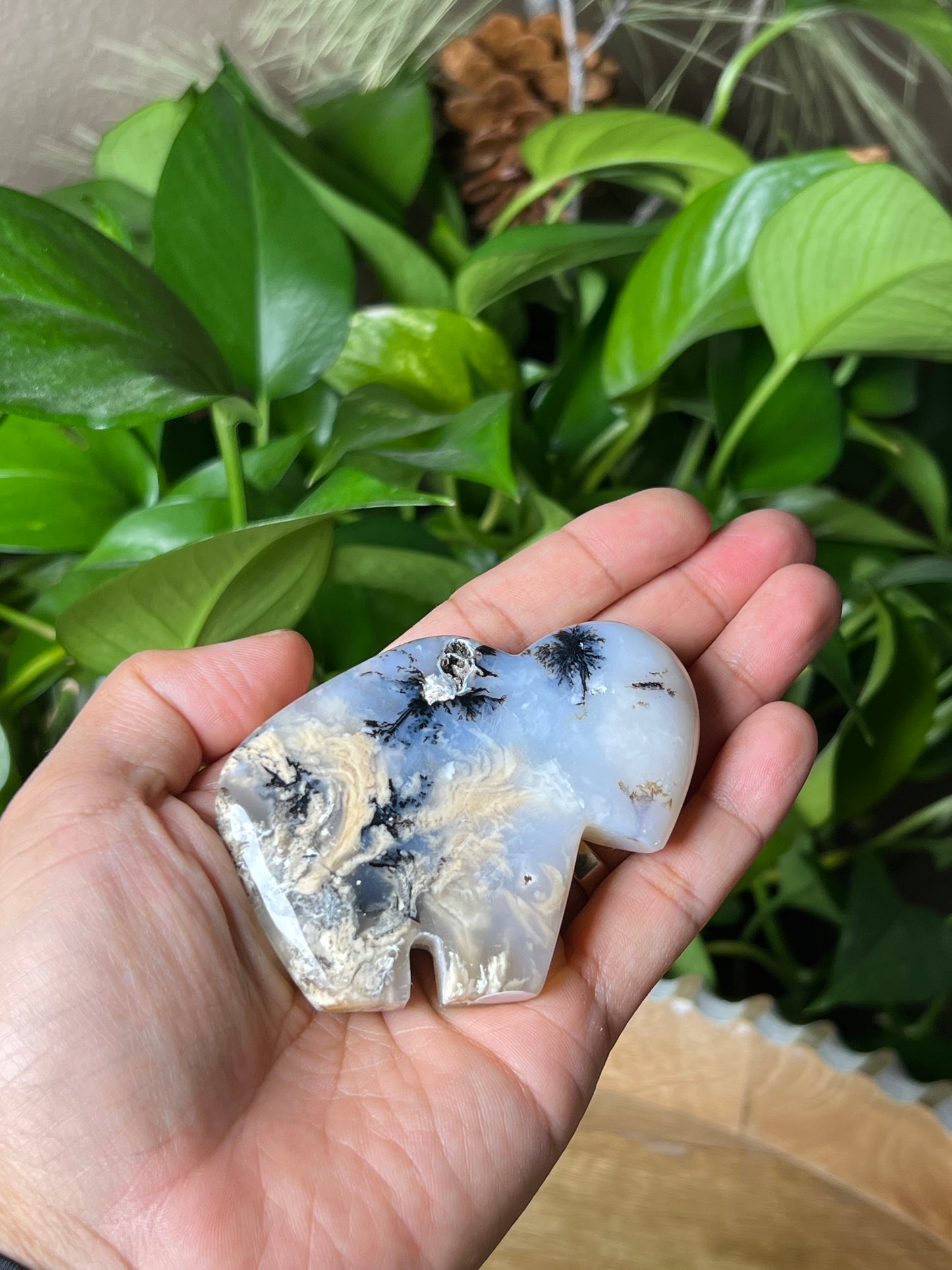 Dendritic Tiger Buffalo