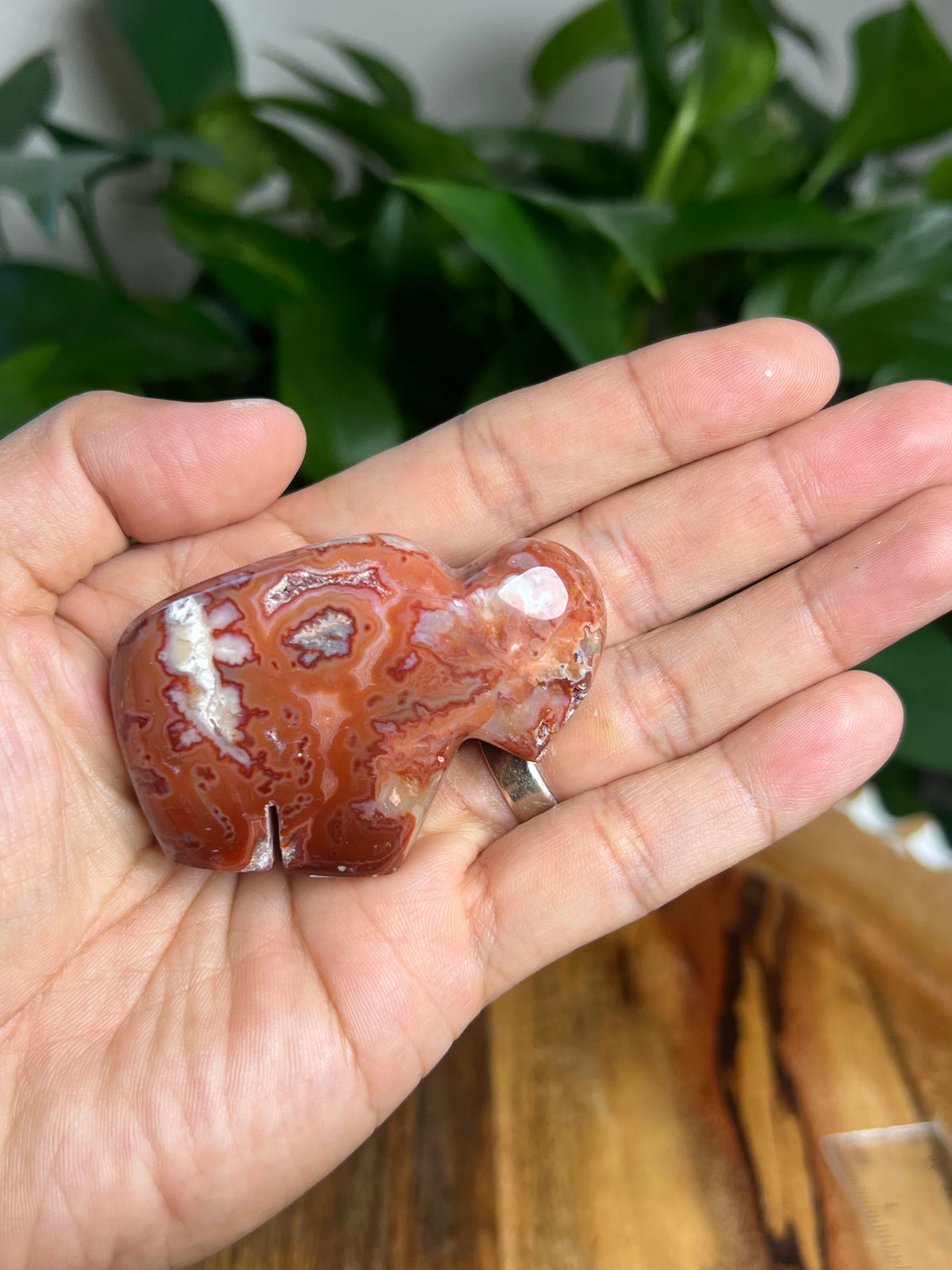 Carnelian Mini Buffalo: BE