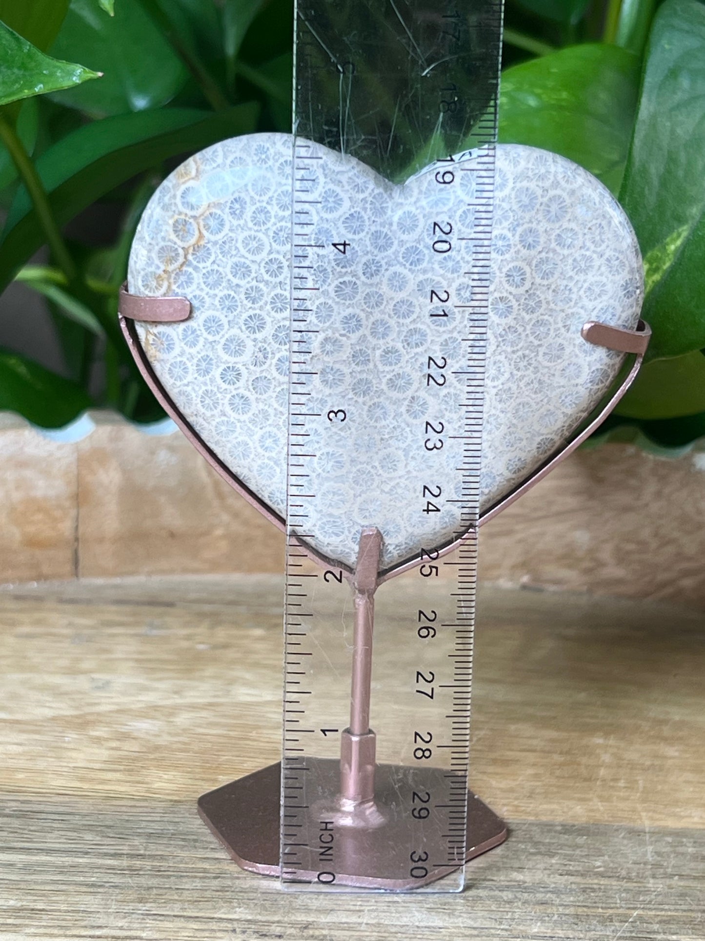Fossil Coral Heart