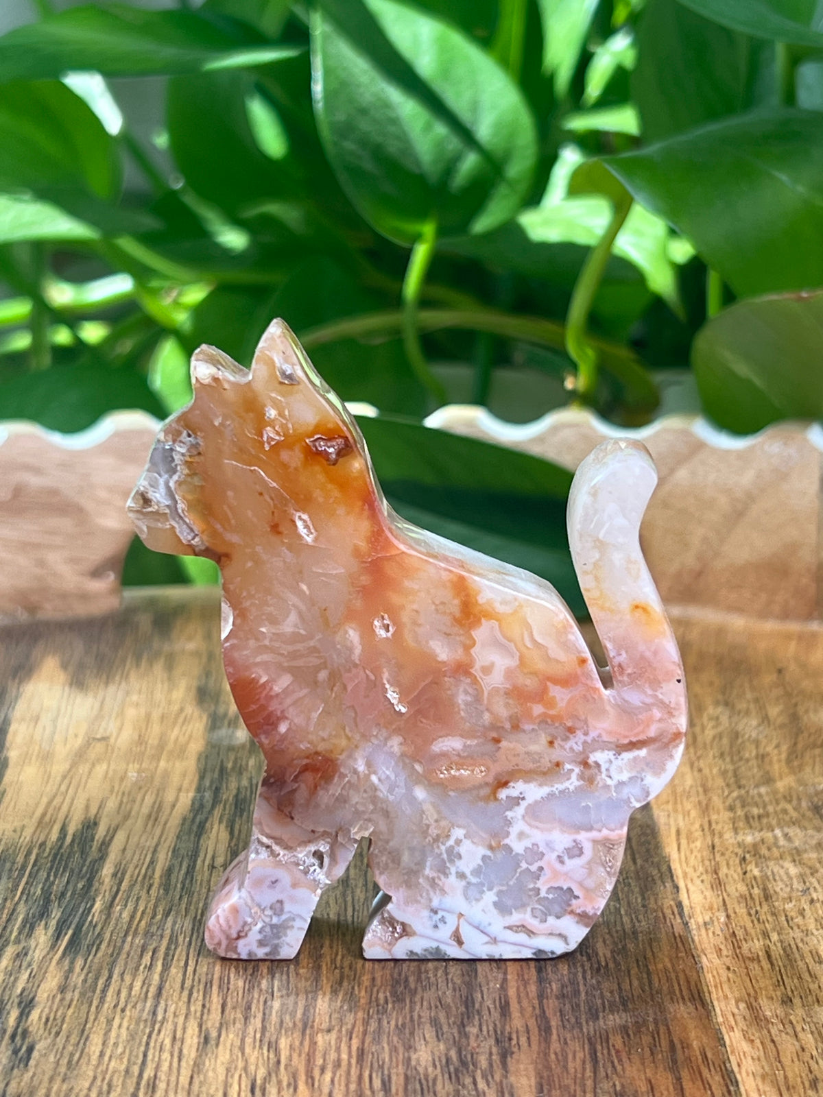 Carnelian Cat: PA