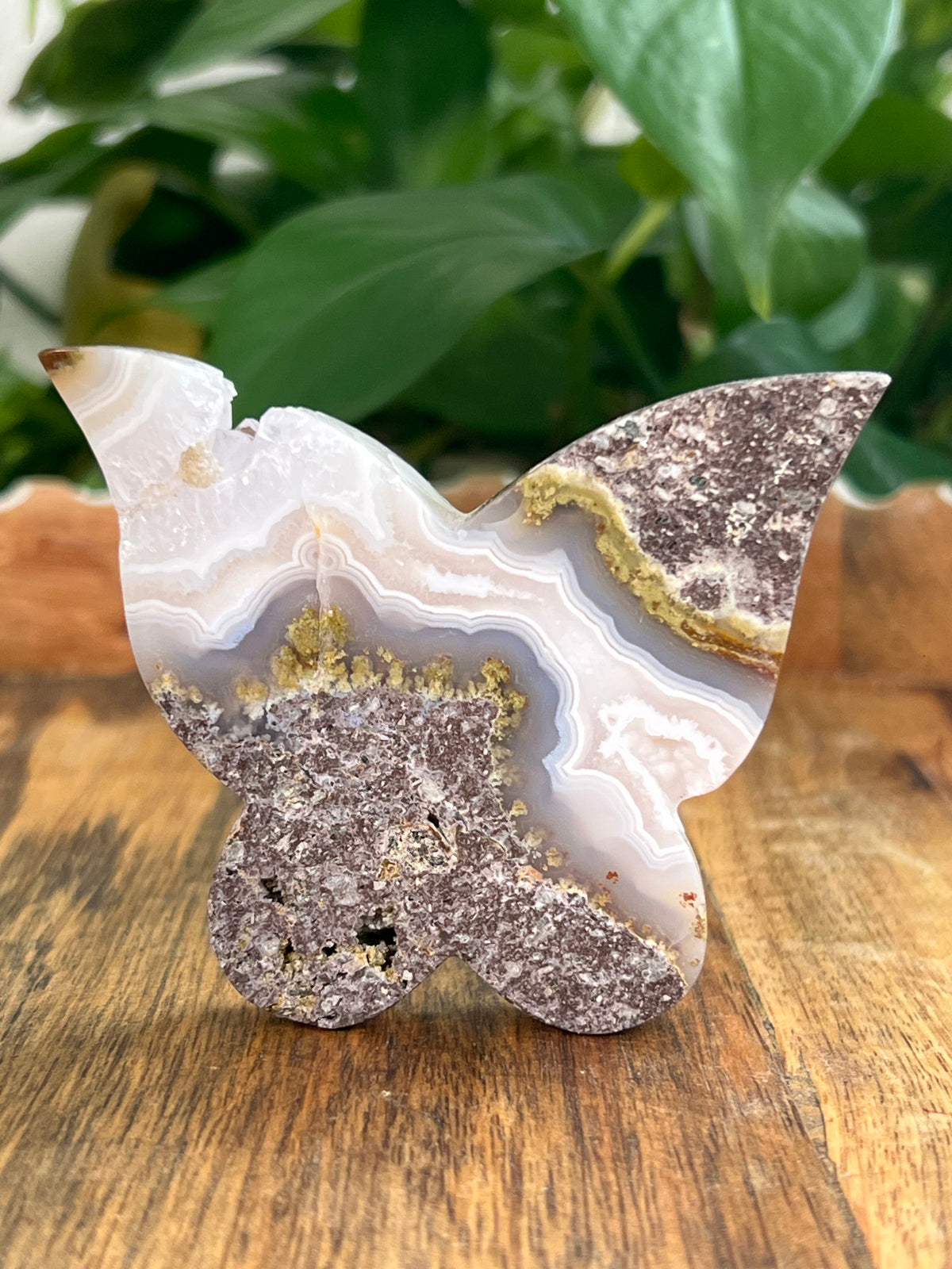 Scenic Moss Agate Butterfly: NB
