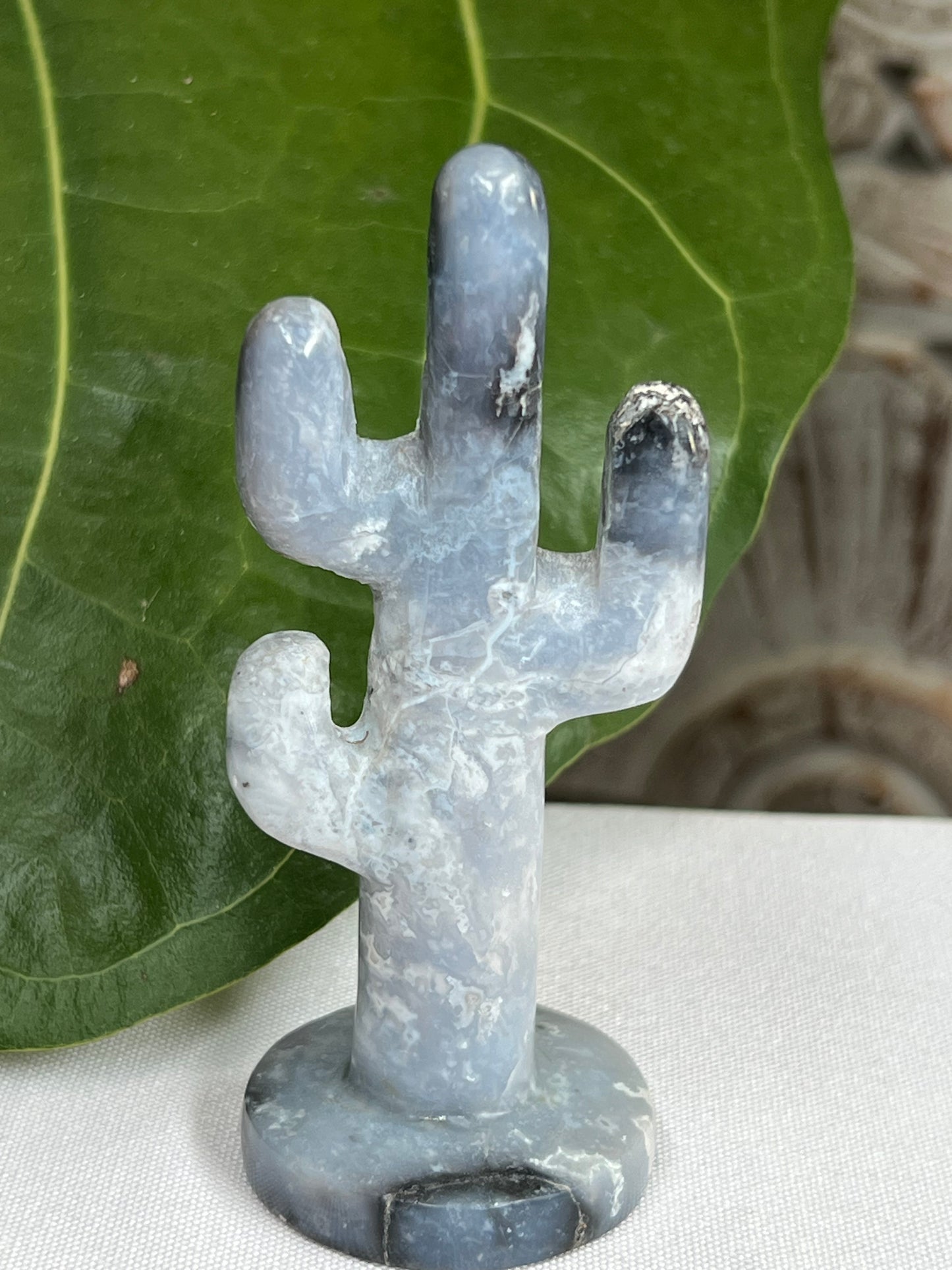 Blue Plume Agate cactus