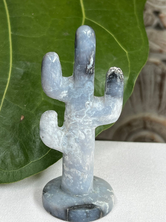 Blue Plume Agate cactus