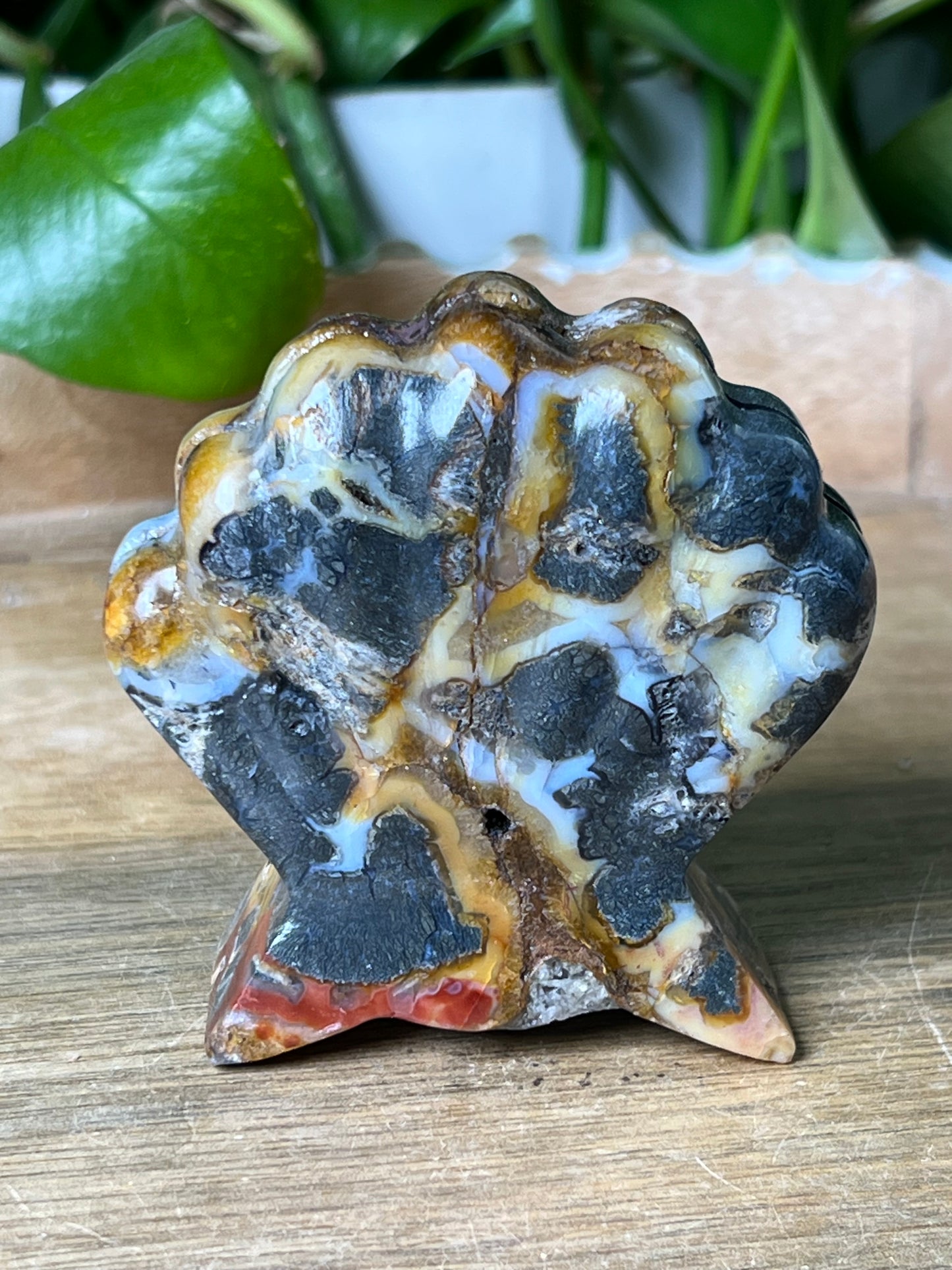 Marcasite Shell