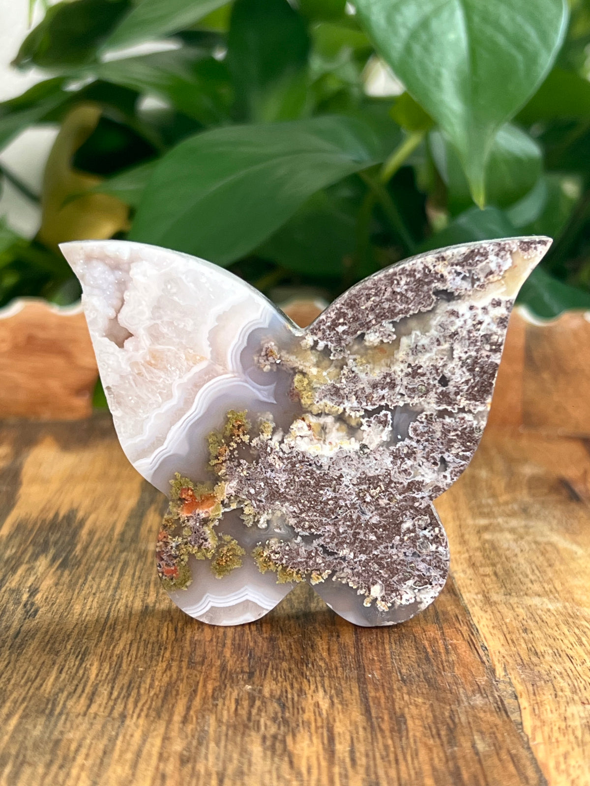 Scenic Moss Agate Butterfly: NS