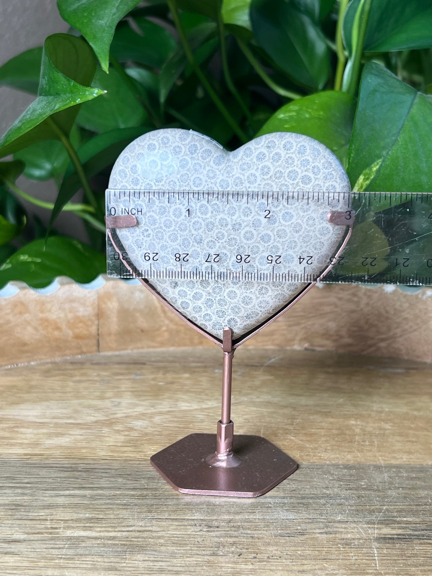 Fossil Coral Heart