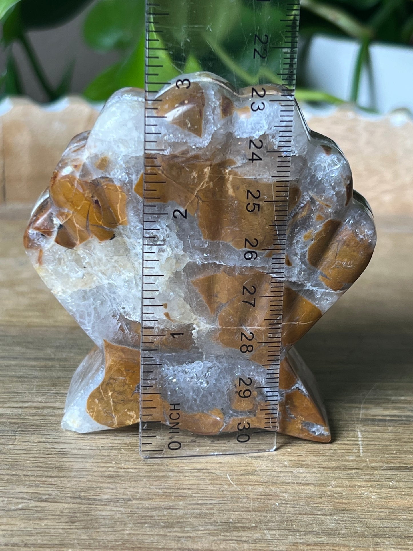Brecciated Jasper Shell