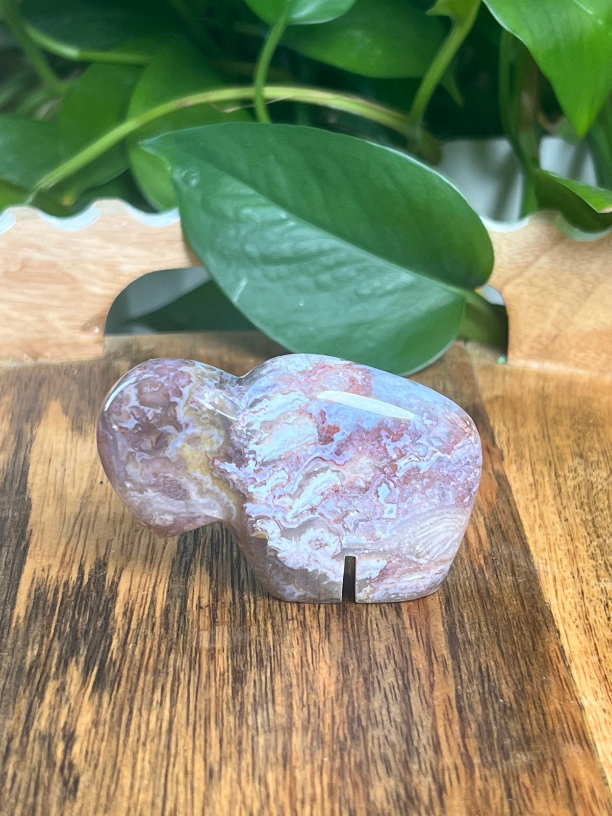 Sumatra Plume Agate Mini Buffalo: Di